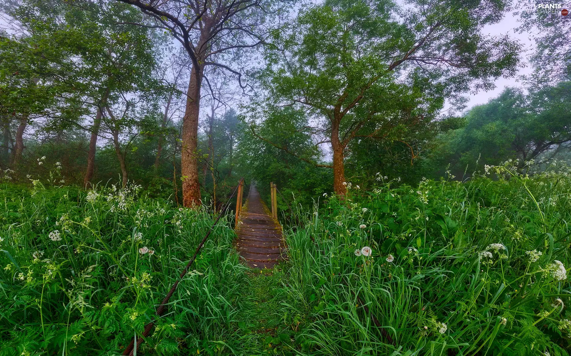 viewes, Meadow, wooden, bridge, scrub, trees