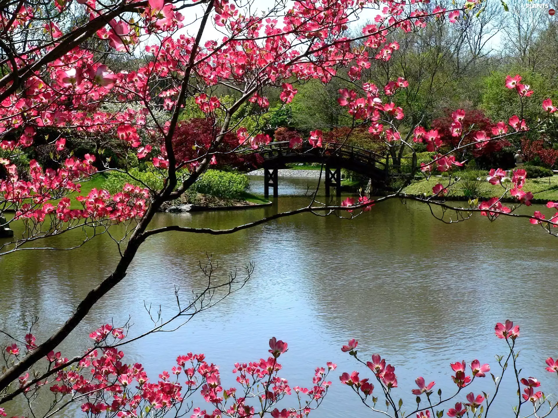 flourishing, River, viewes, bridge, Park, trees, Spring