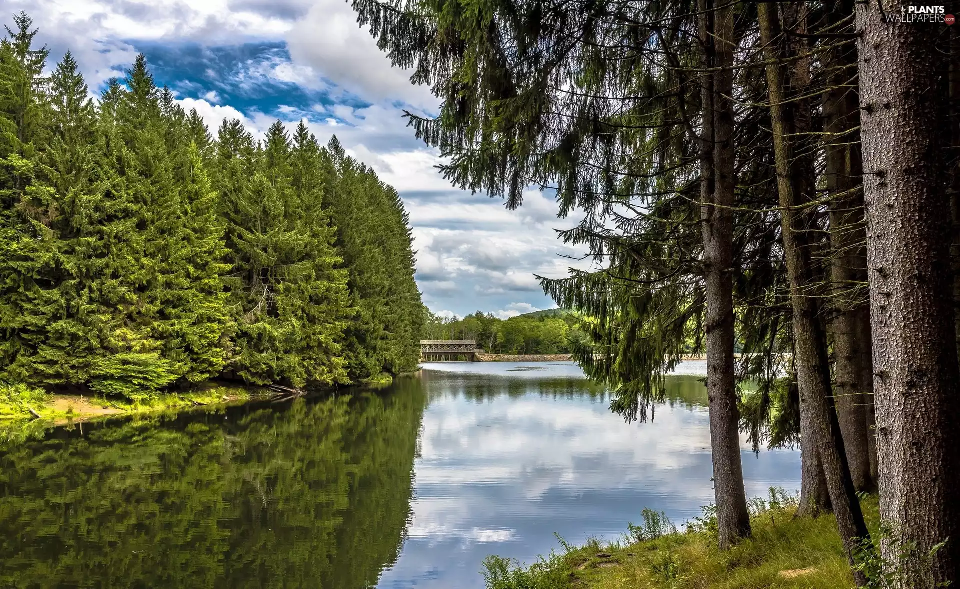 River, bridge, viewes, forest, trees
