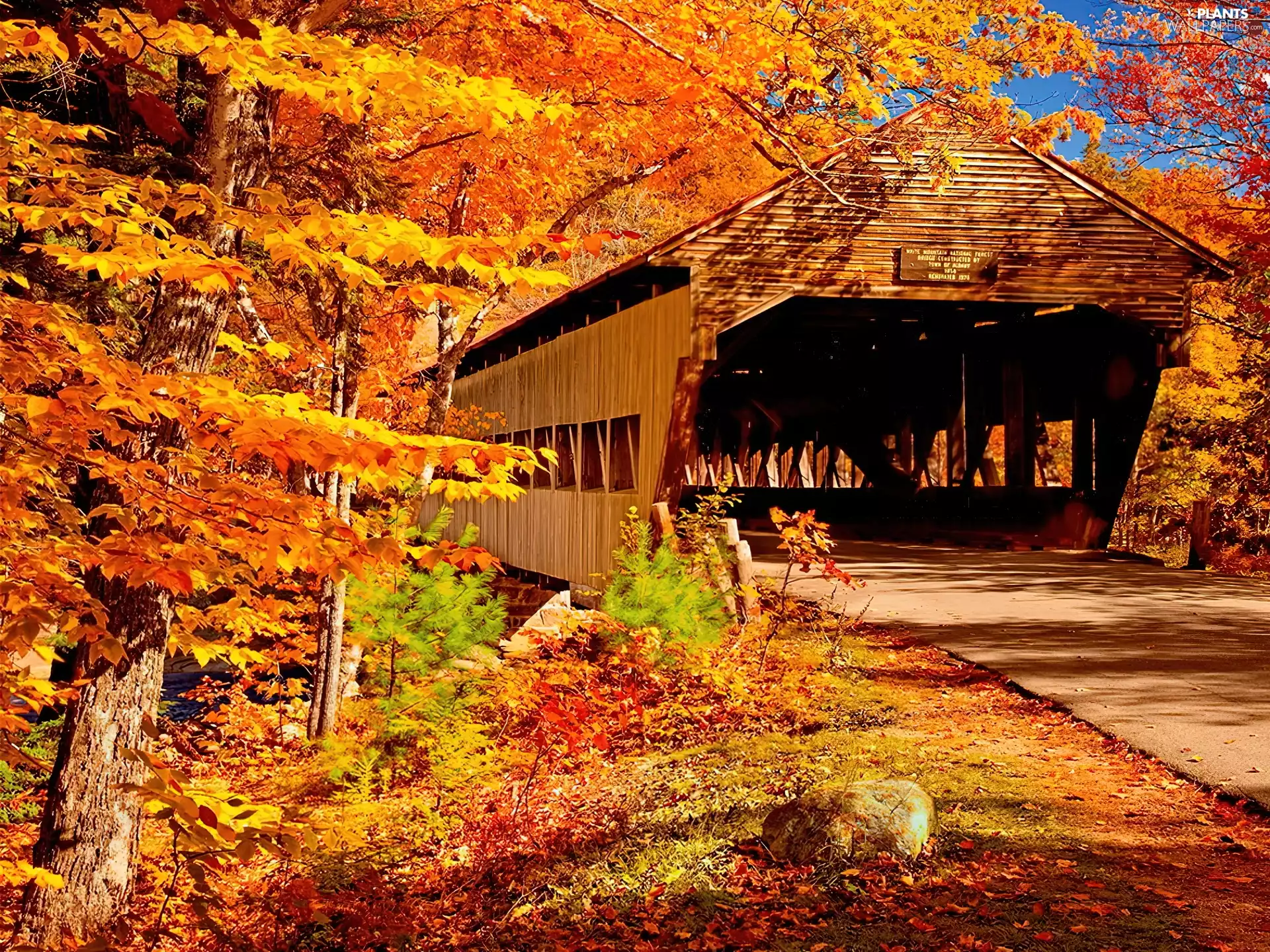 Leaf, trees, wooden, bridge, autumn, viewes
