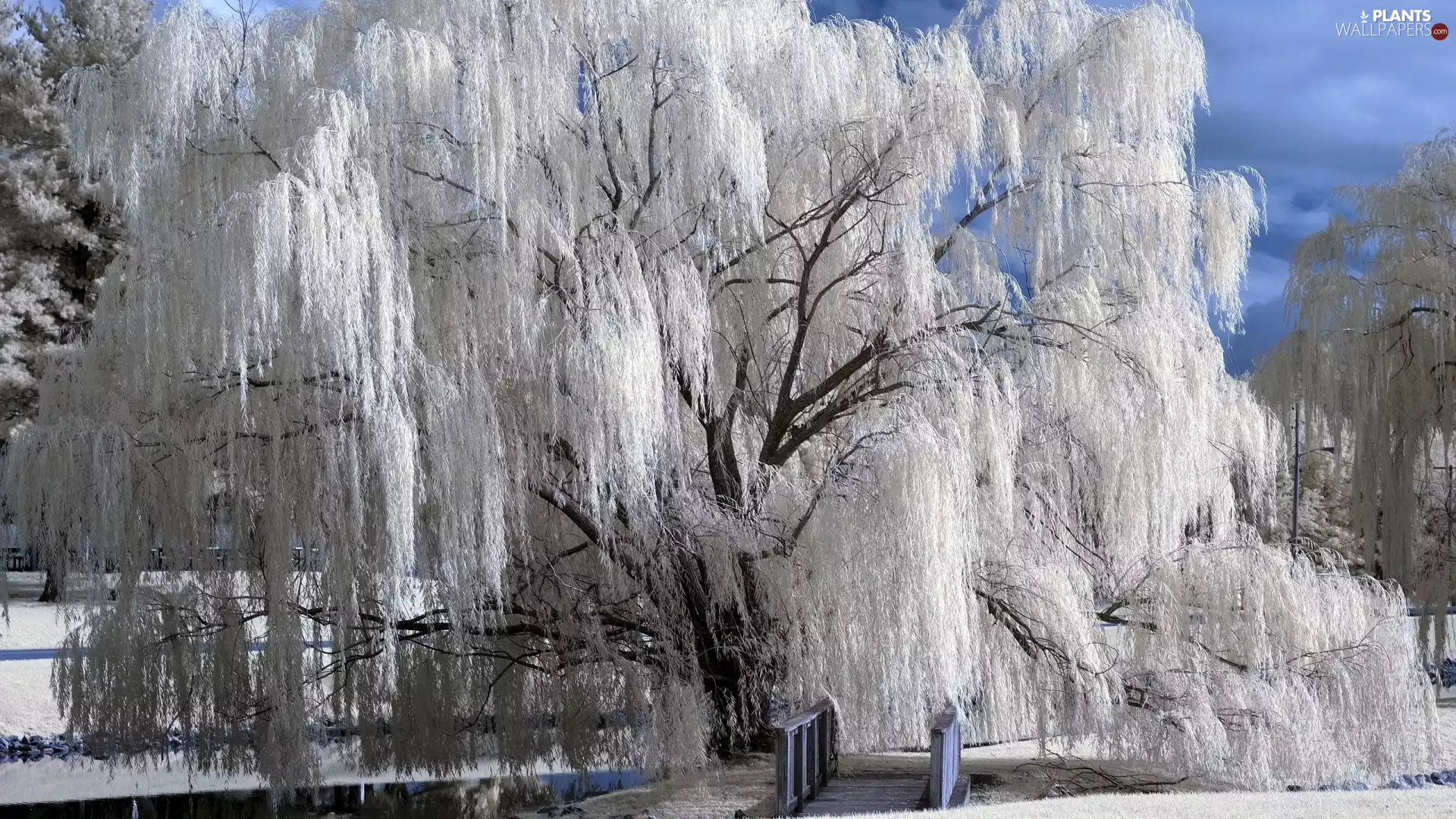 bridge, winter, Willow