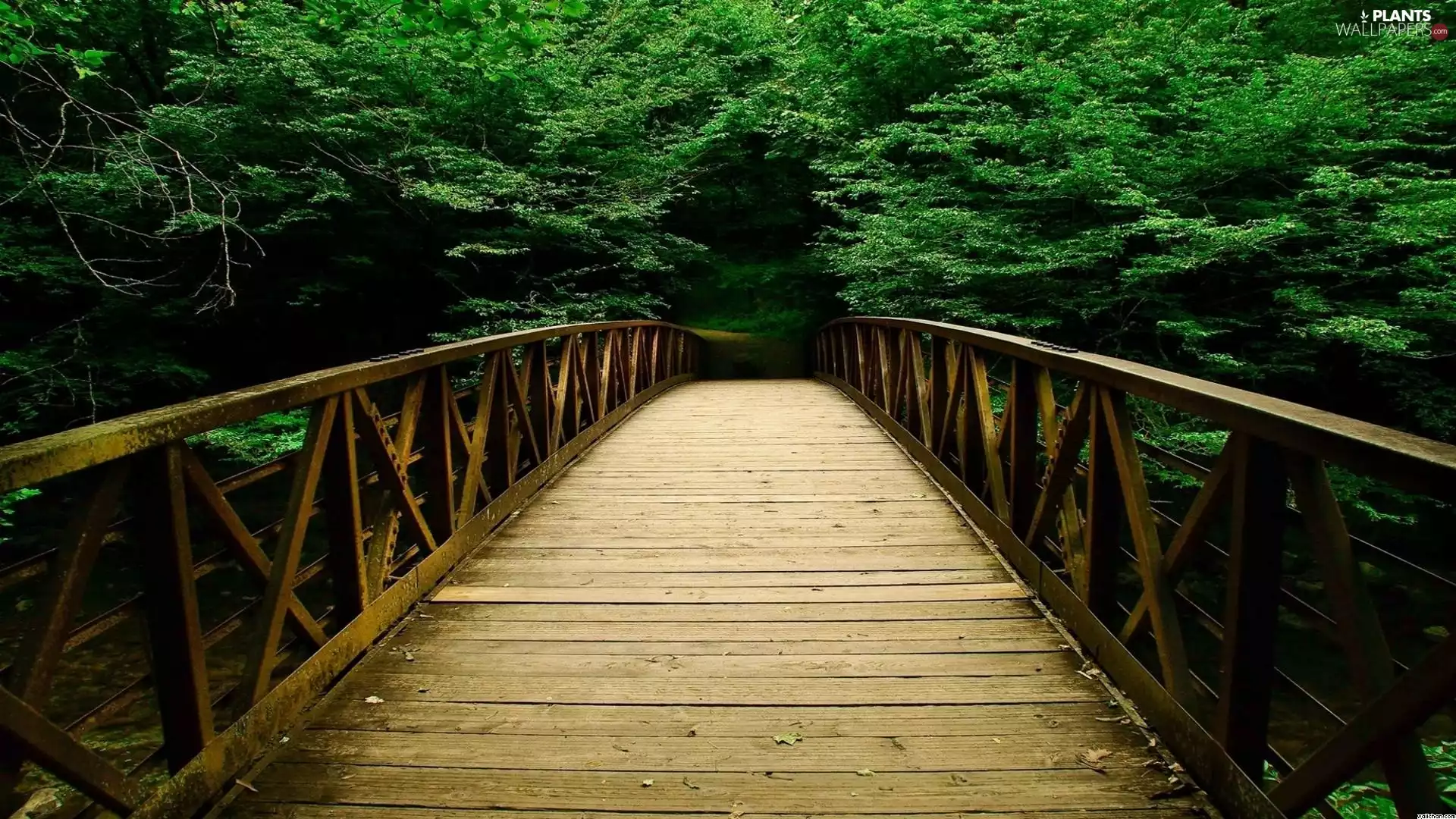 wooden, trees, viewes, bridge