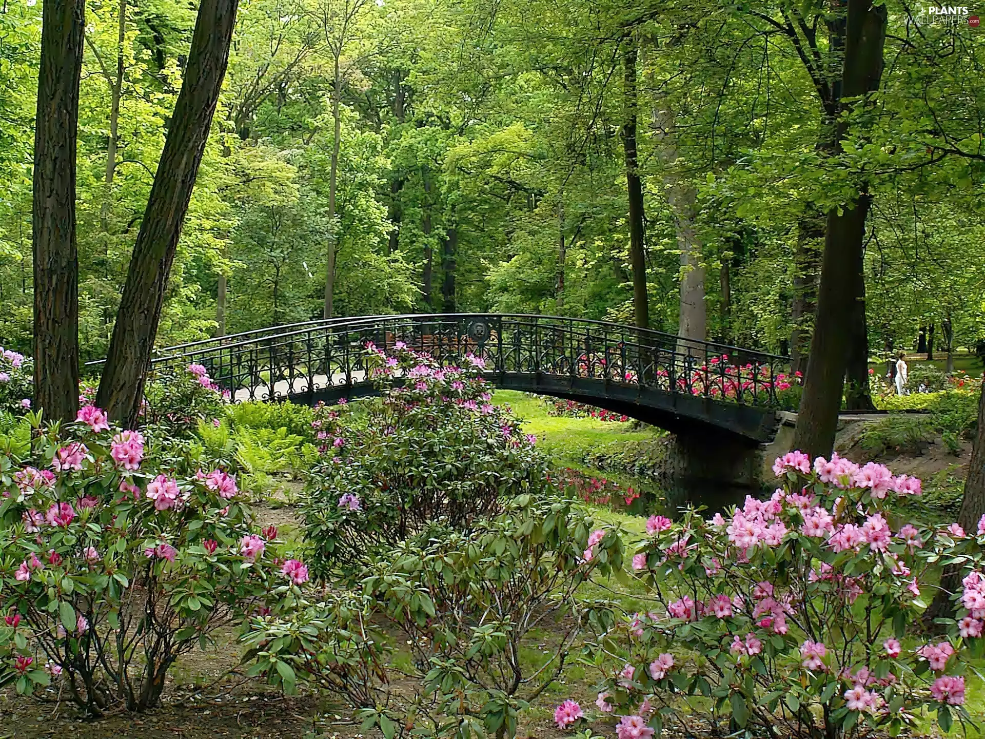 brook, bridges, flourishing, Rhododendrons, Park