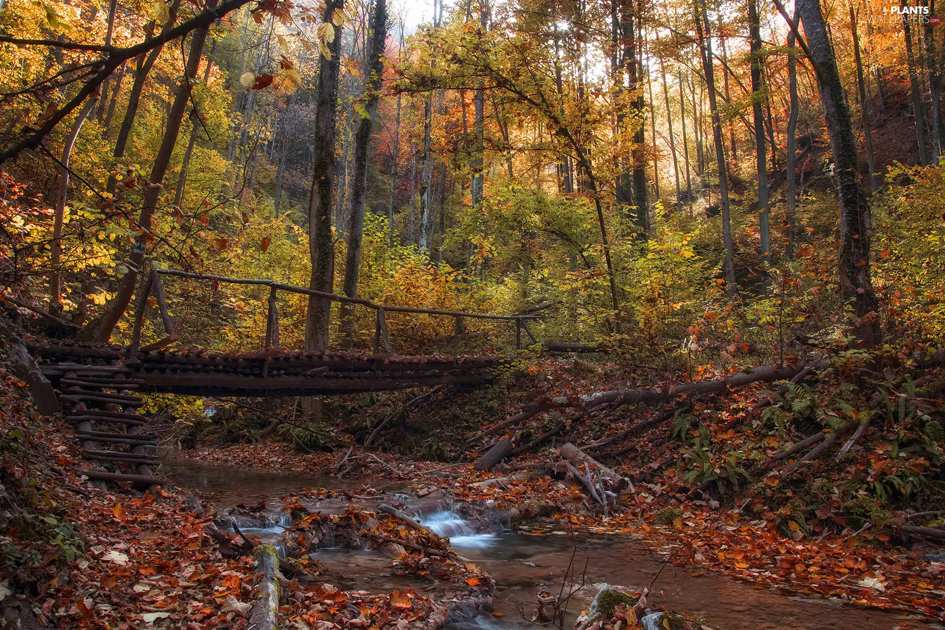 trees, autumn, brook, bridges, viewes, forest