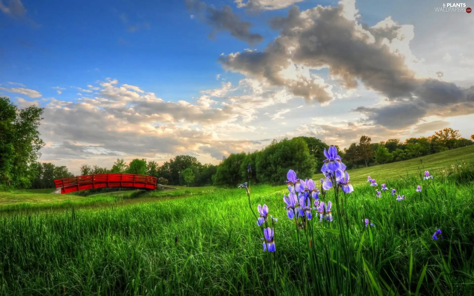 viewes, Meadow, bridges, Irises, Red, trees