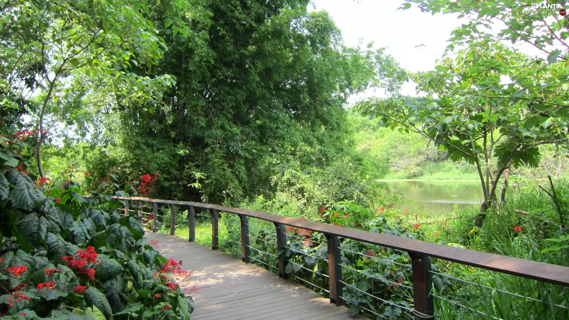 lake, trees, viewes, bridges