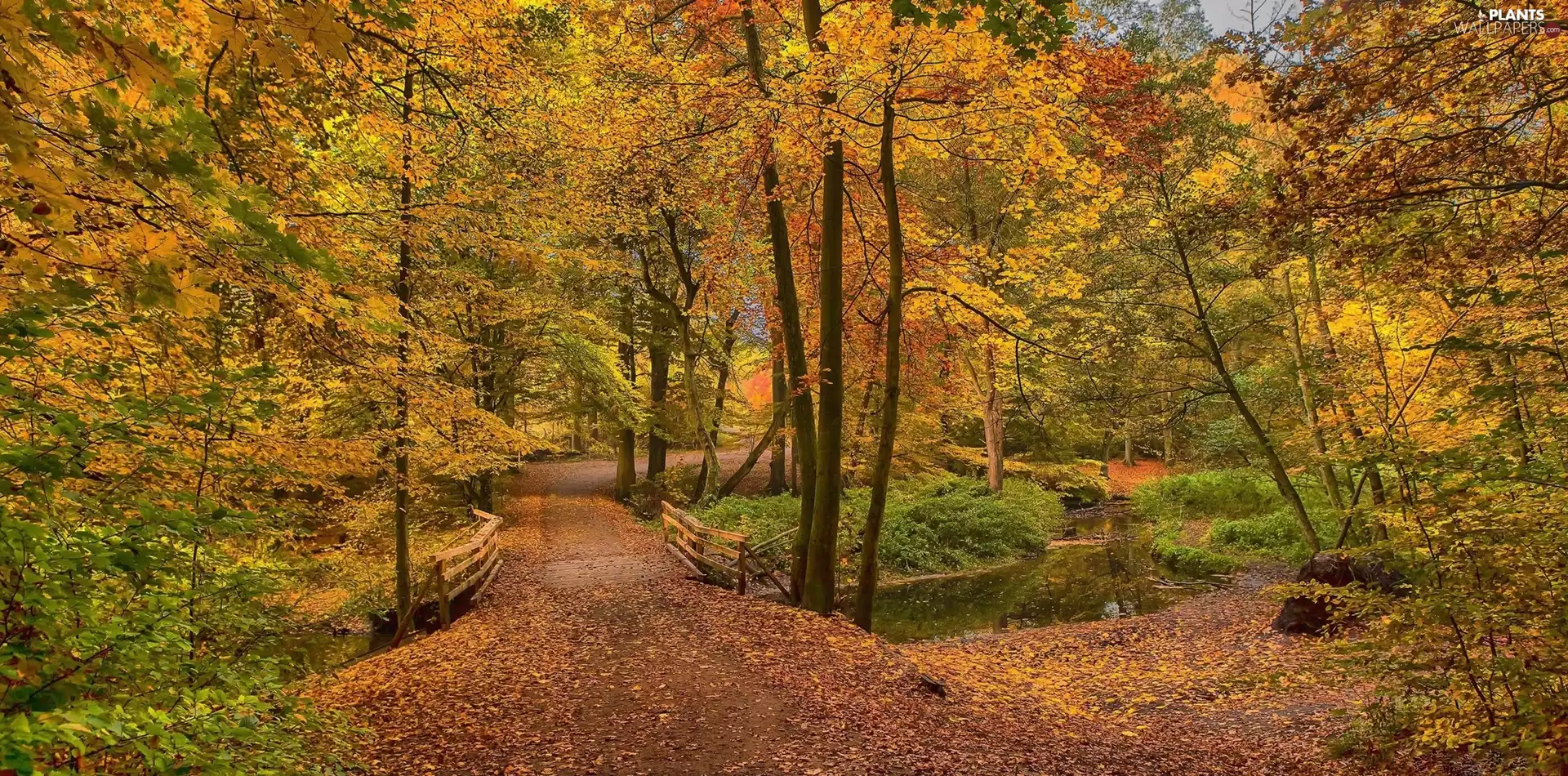 trees, viewes, Leaf, brook, lane, Park, autumn, bridges