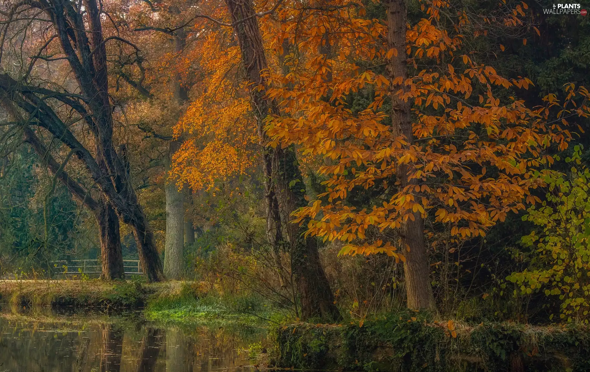 trees, autumn, River, bridges, viewes, Park
