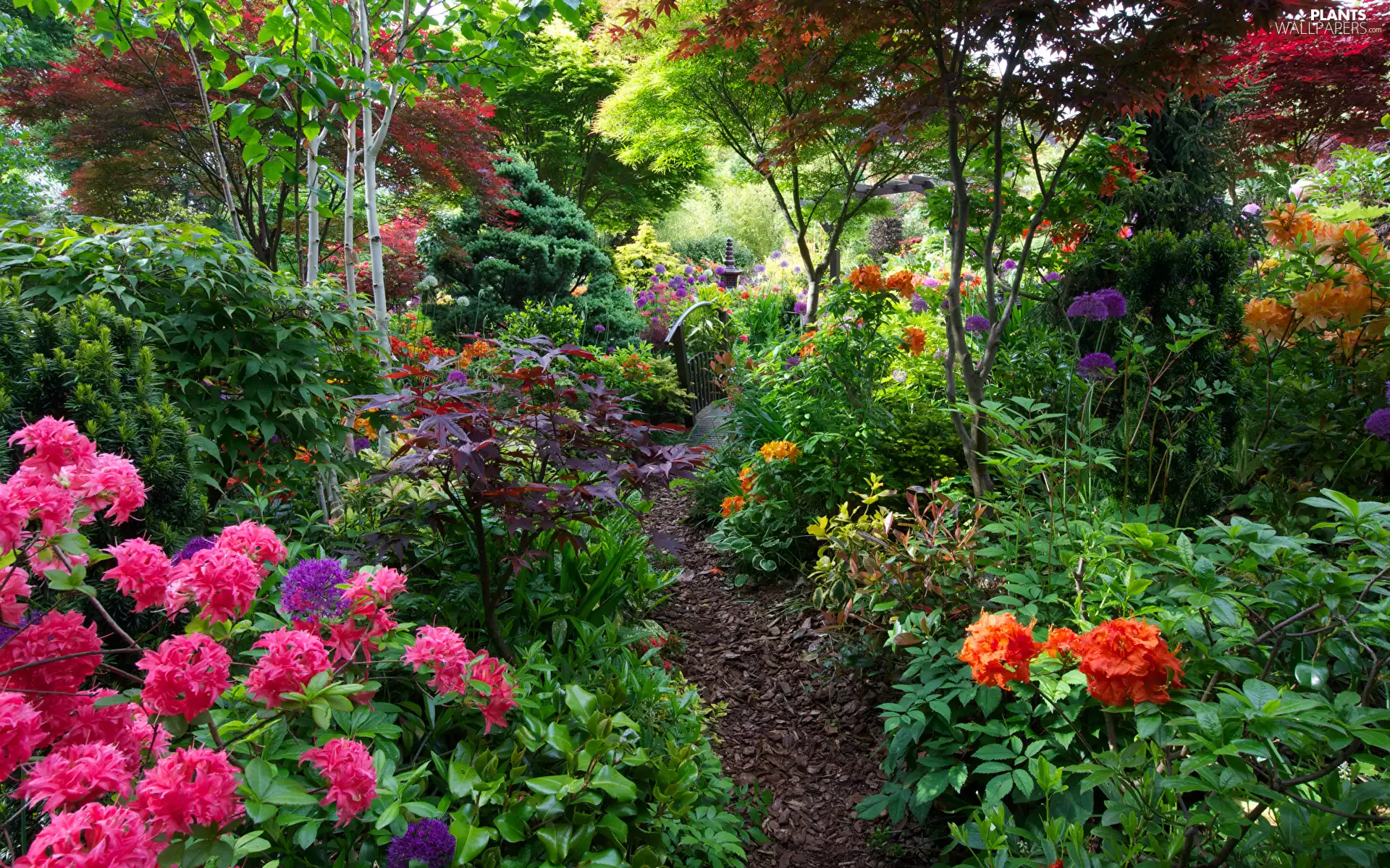 Bush, Garden, viewes, bridges, trees, Rhododendrons