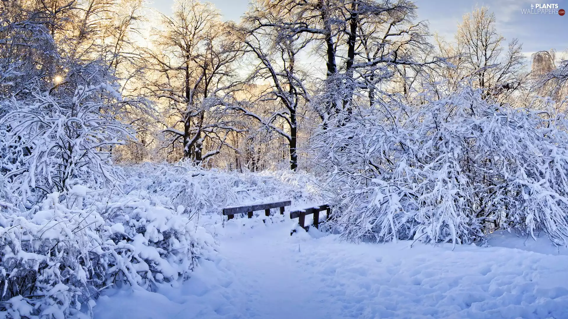 trees, winter, Bush, bridges, viewes, Snowy