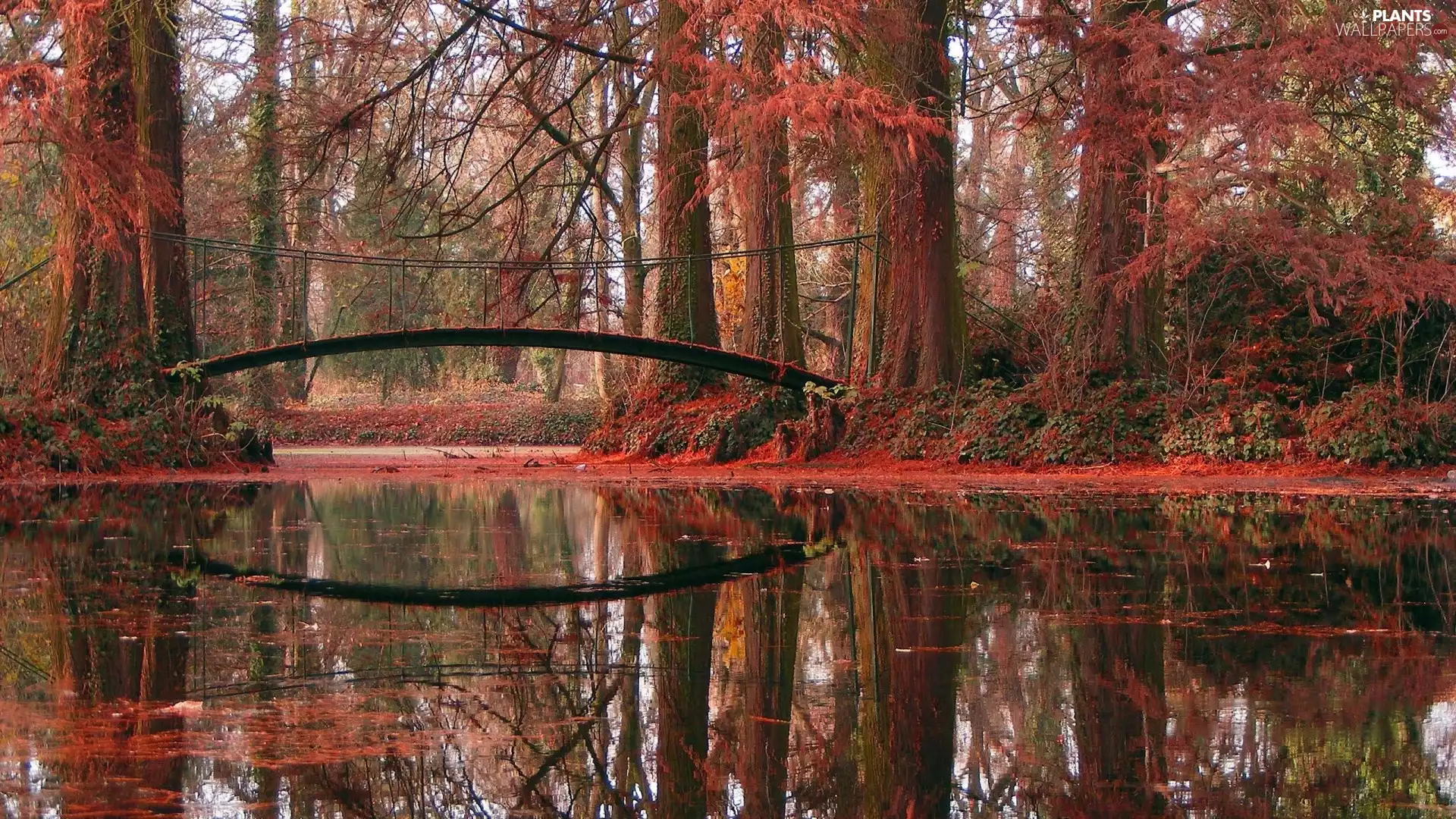 bridges, forest, water