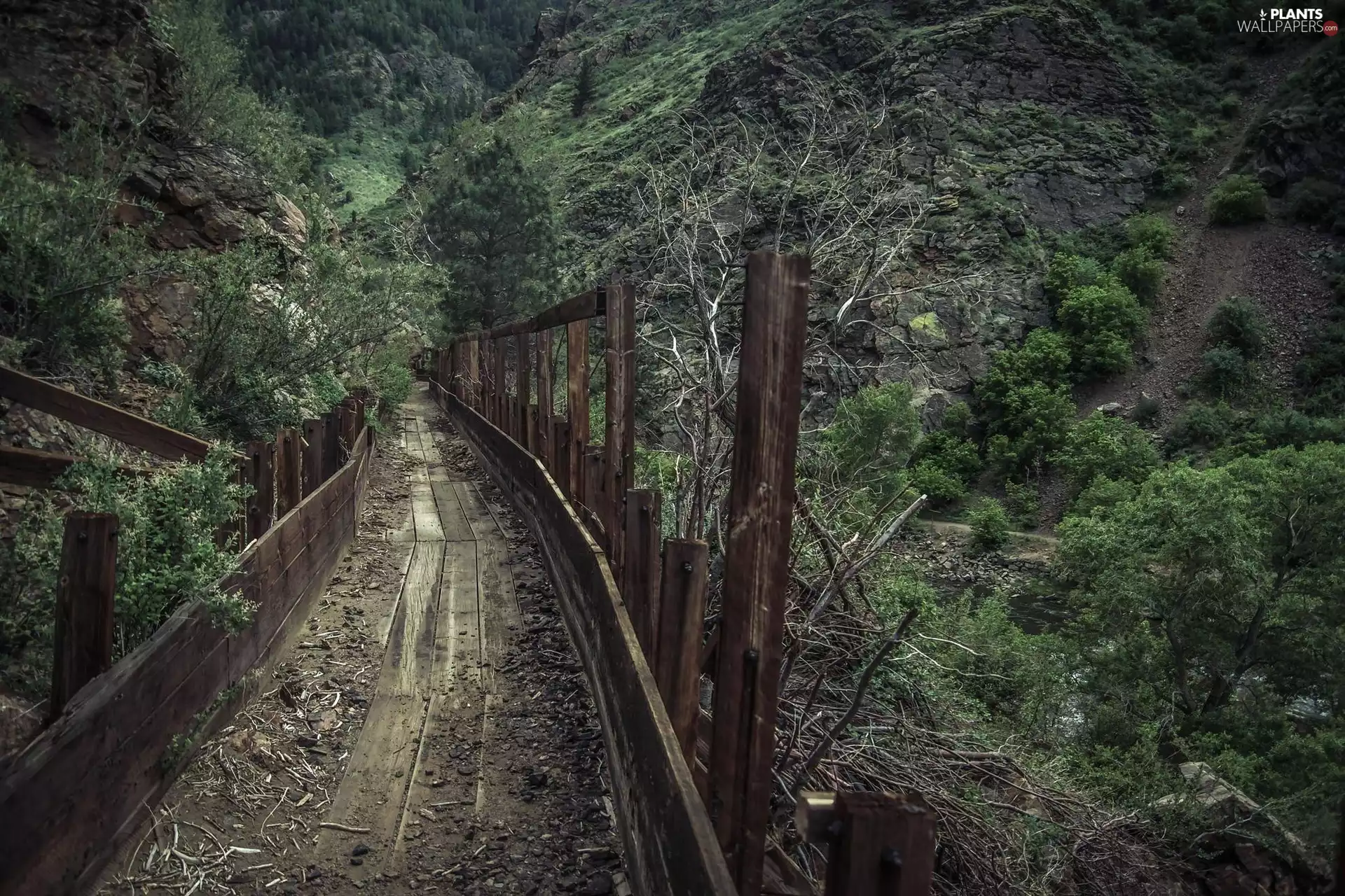 wooden, trees, viewes, bridges