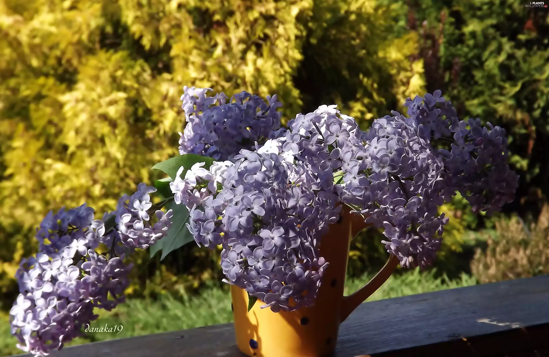 bouquet, purple, lilac, brightly