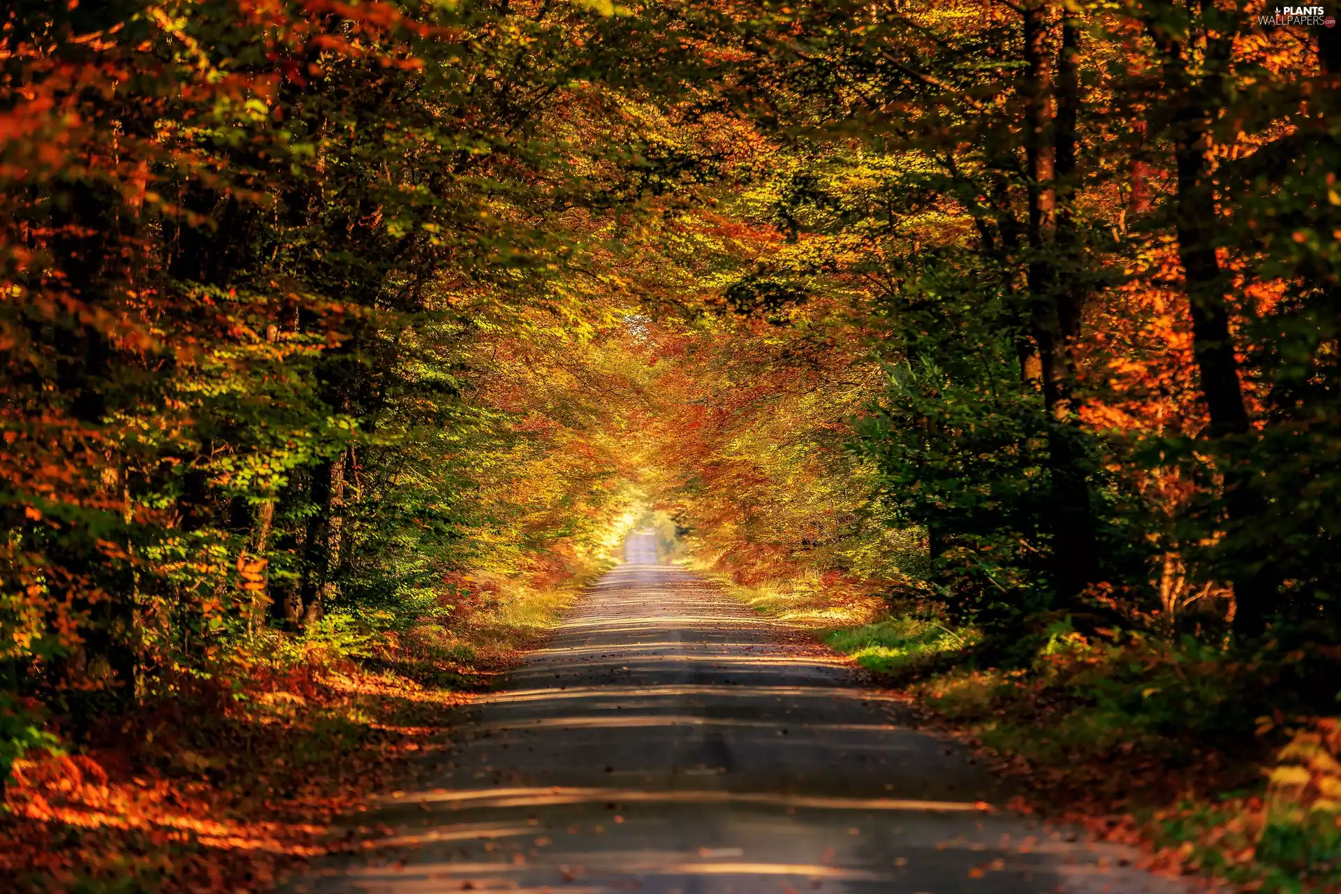 Department of Ille-et-Vilaine, Paimpont, viewes, autumn, trees, Brittany, France, Way