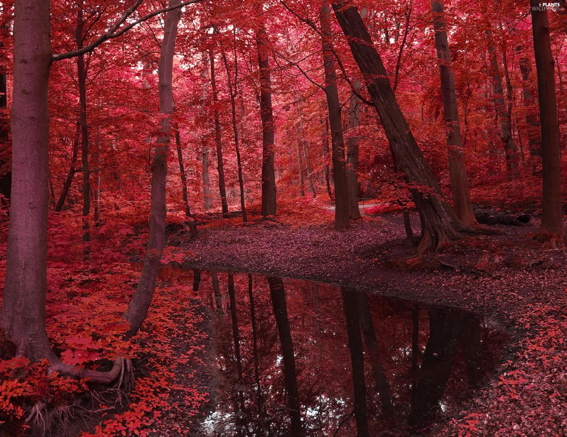 brook, autumn, viewes, forest, trees