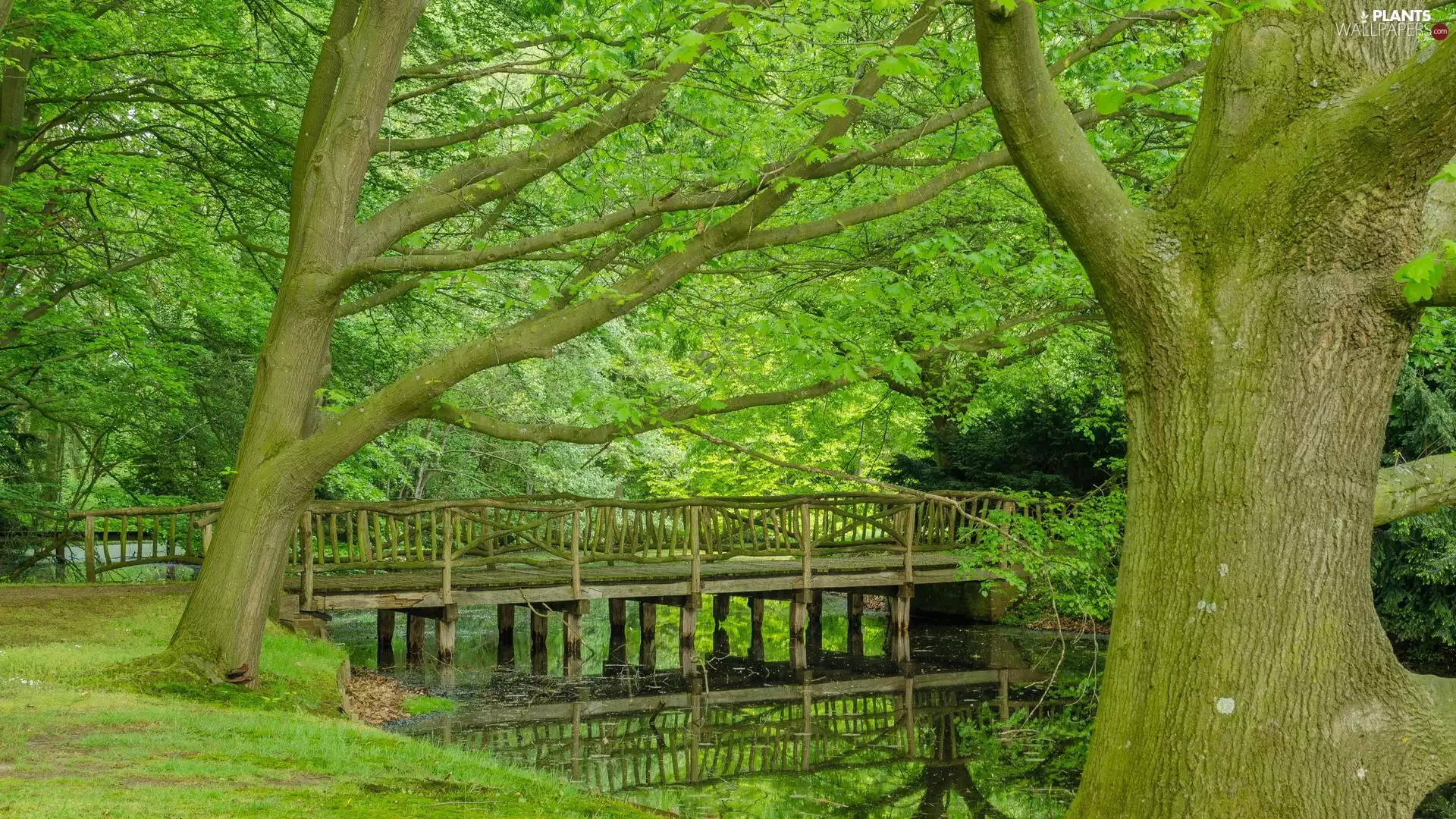 trees, Park, bridges, brook, viewes, green ones