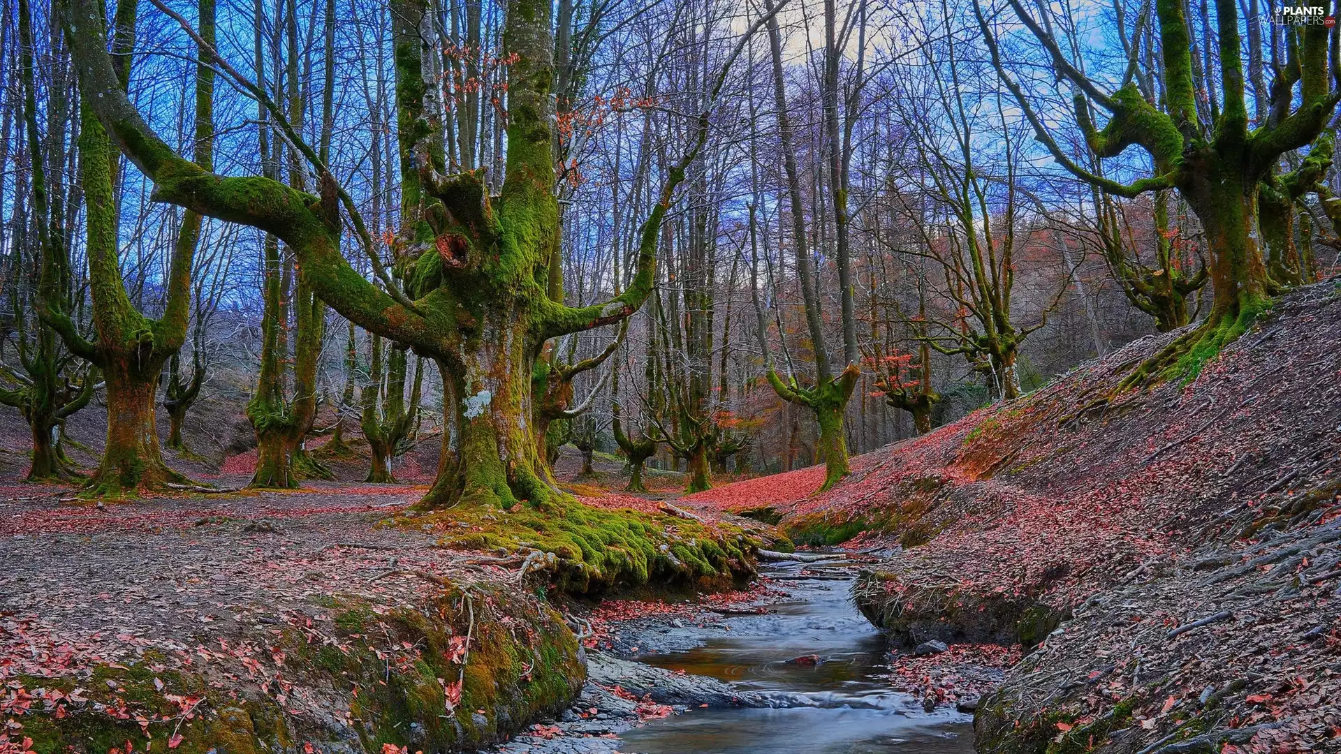 viewes, brook, forest, trees, autumn