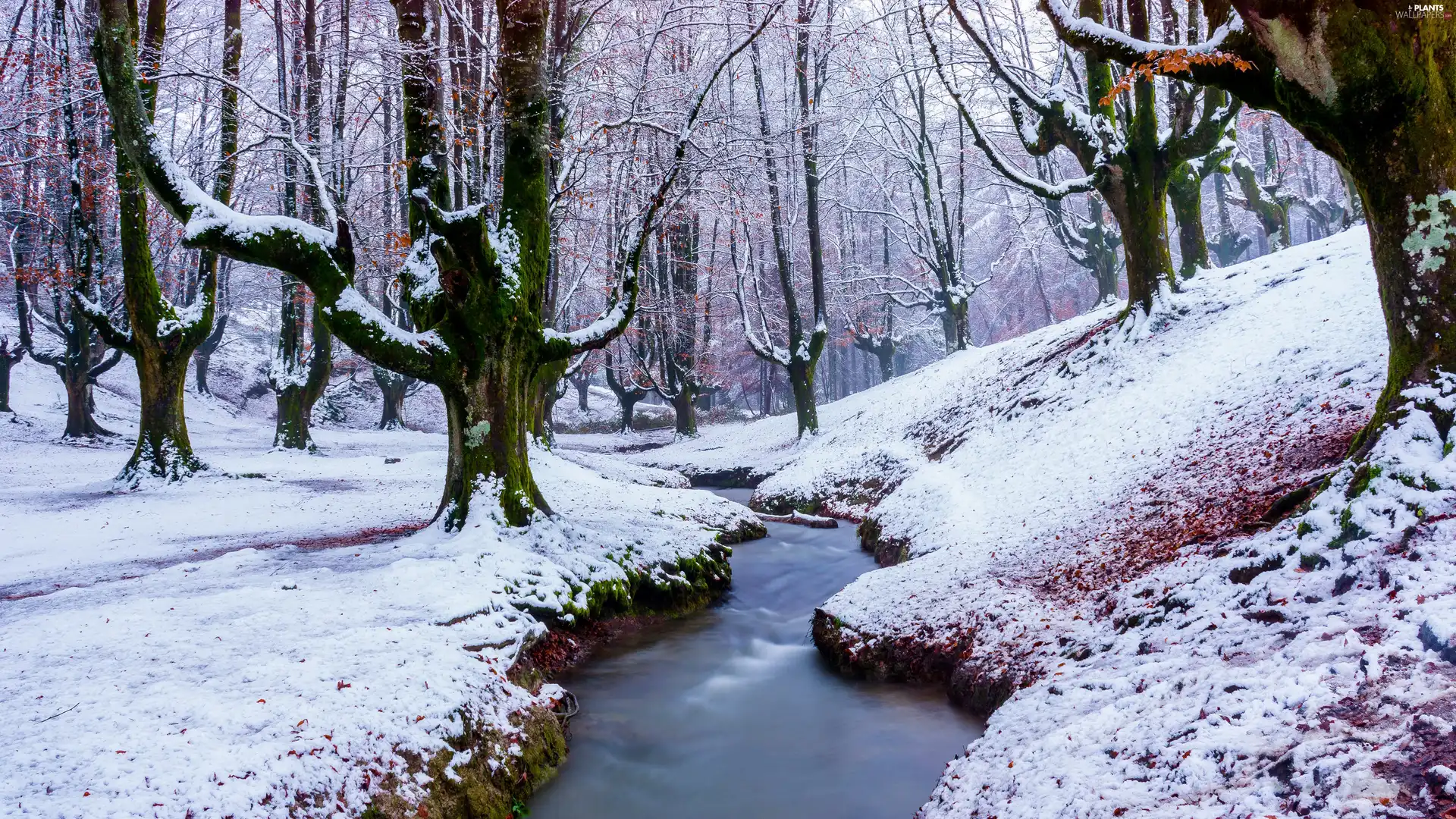 winter, Gorbea National Park, trees, viewes, Basque Country, Spain, brook, stream, forest