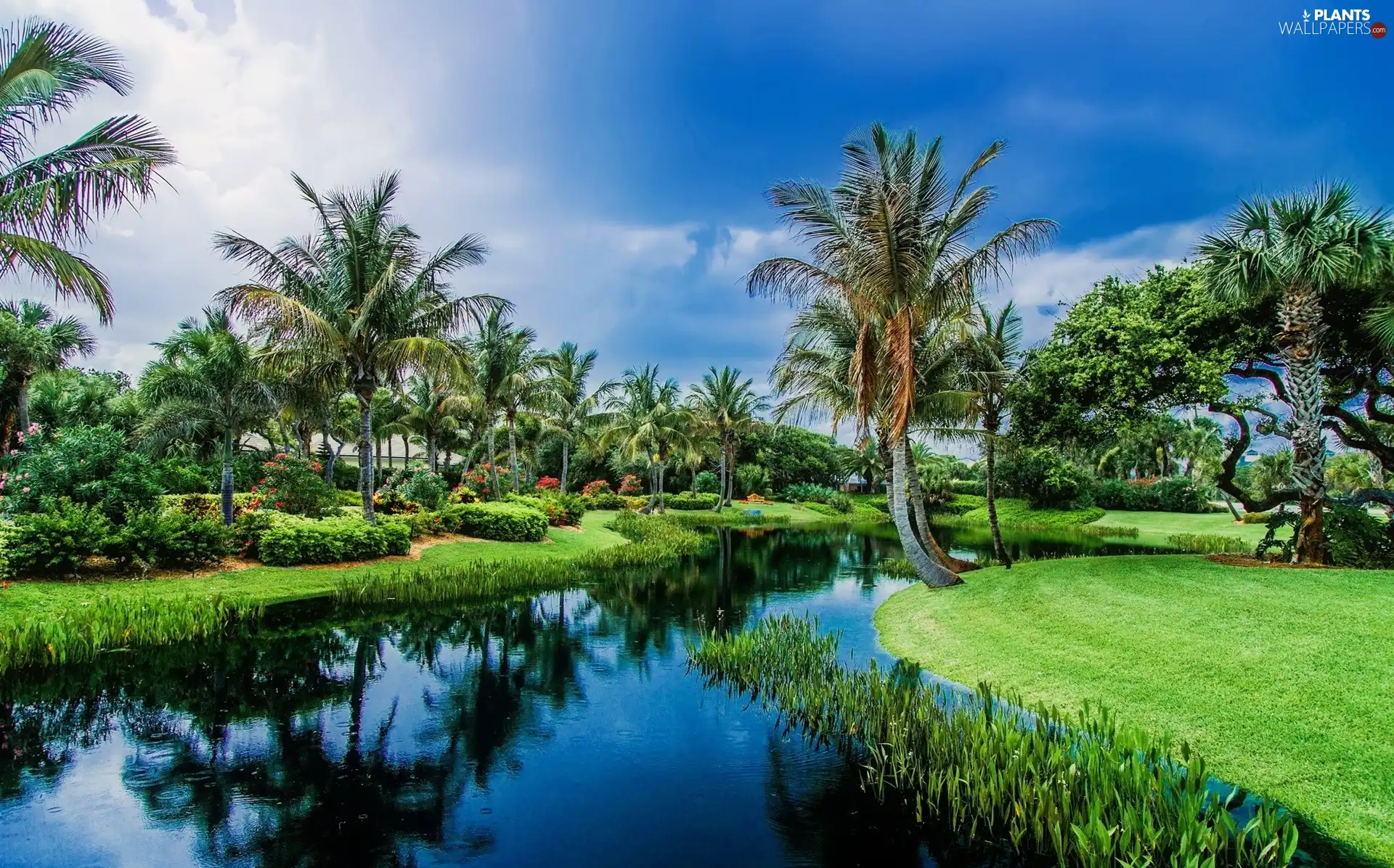 brook, Tropical, Palms