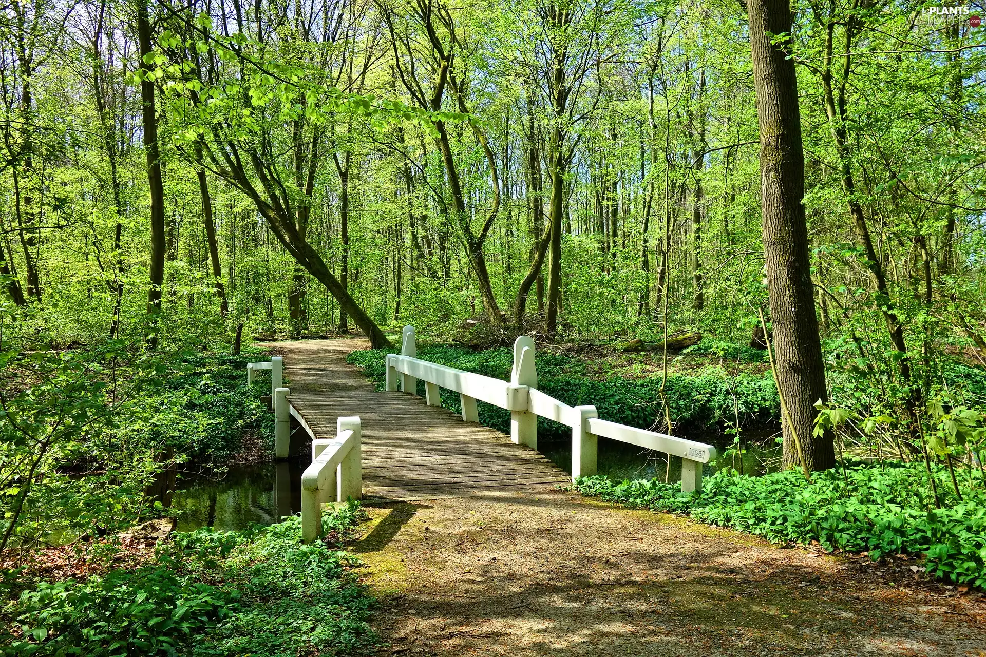 brook, trees, Way, viewes, Leaf, bridges, White, green ones