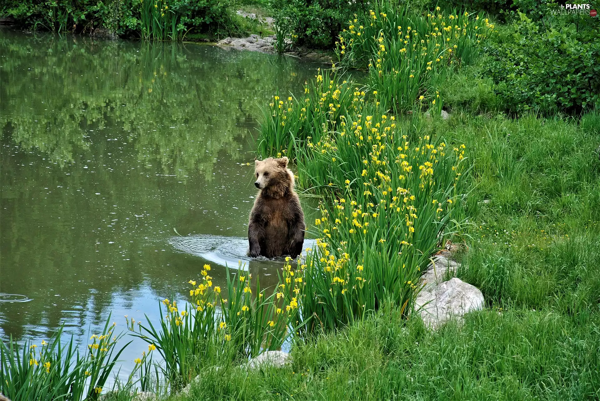 grass, Brown bear, Pond - car