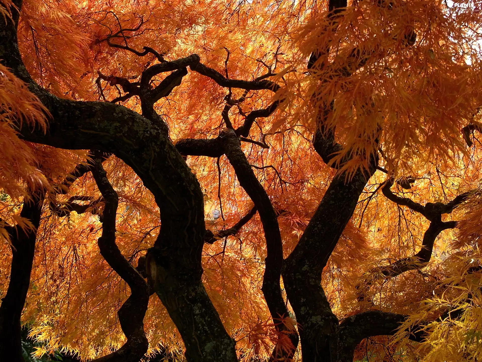 brown, trees, branches