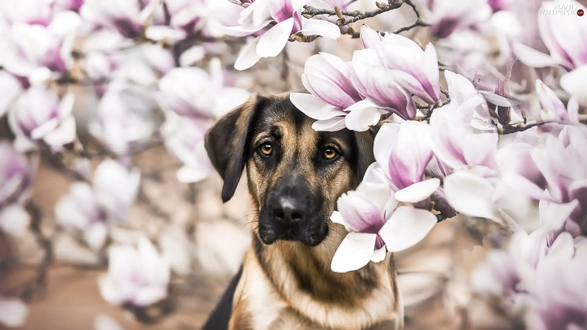 dog, Flowers, Magnolias, Brown