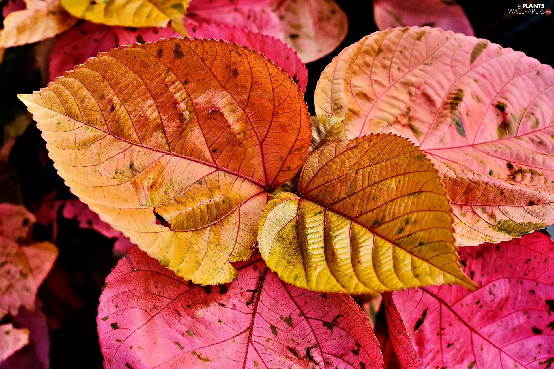 Red, Leaf, Autumn, Brown