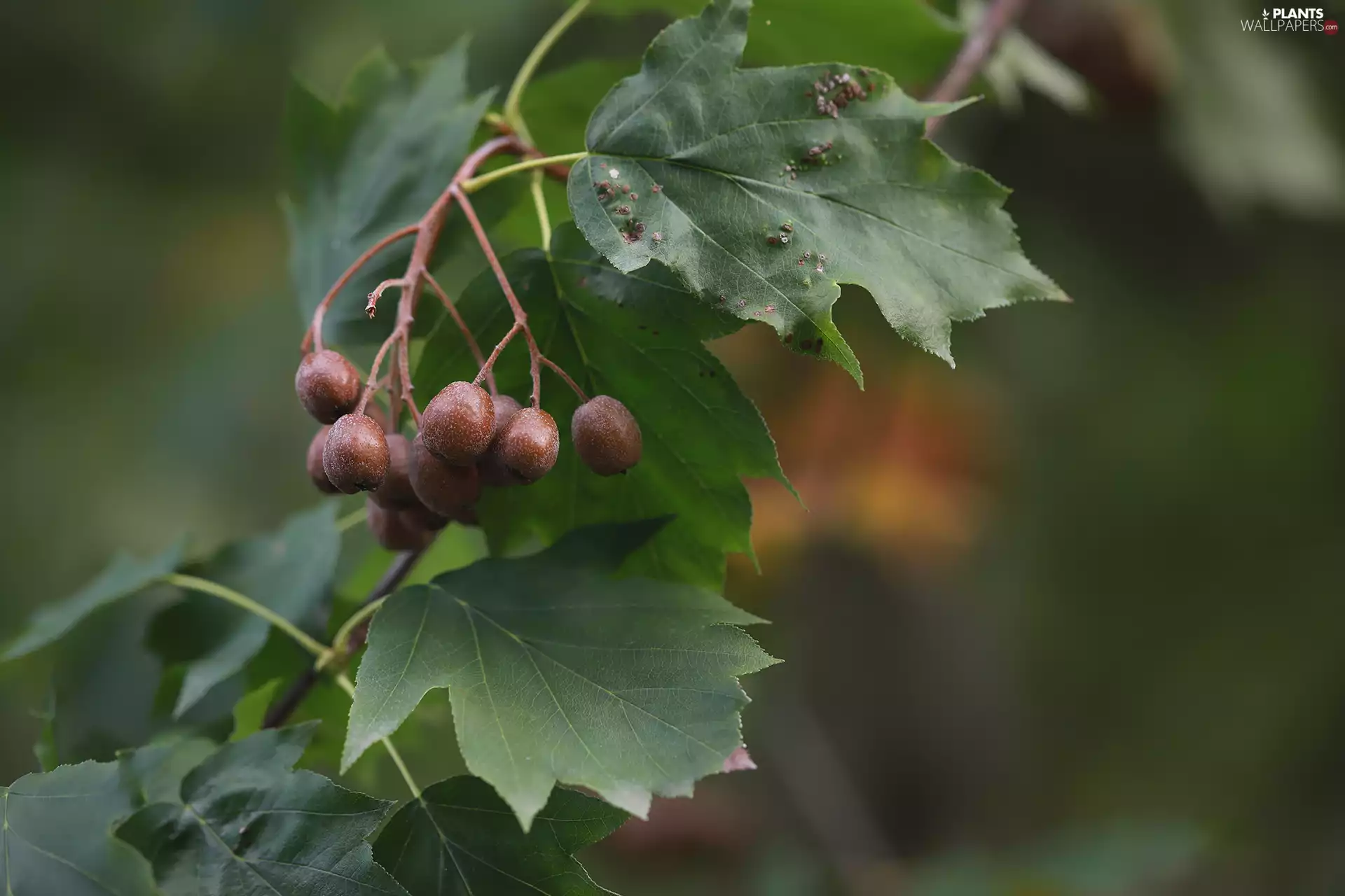 sorb, Fruits, Leaf, Brown