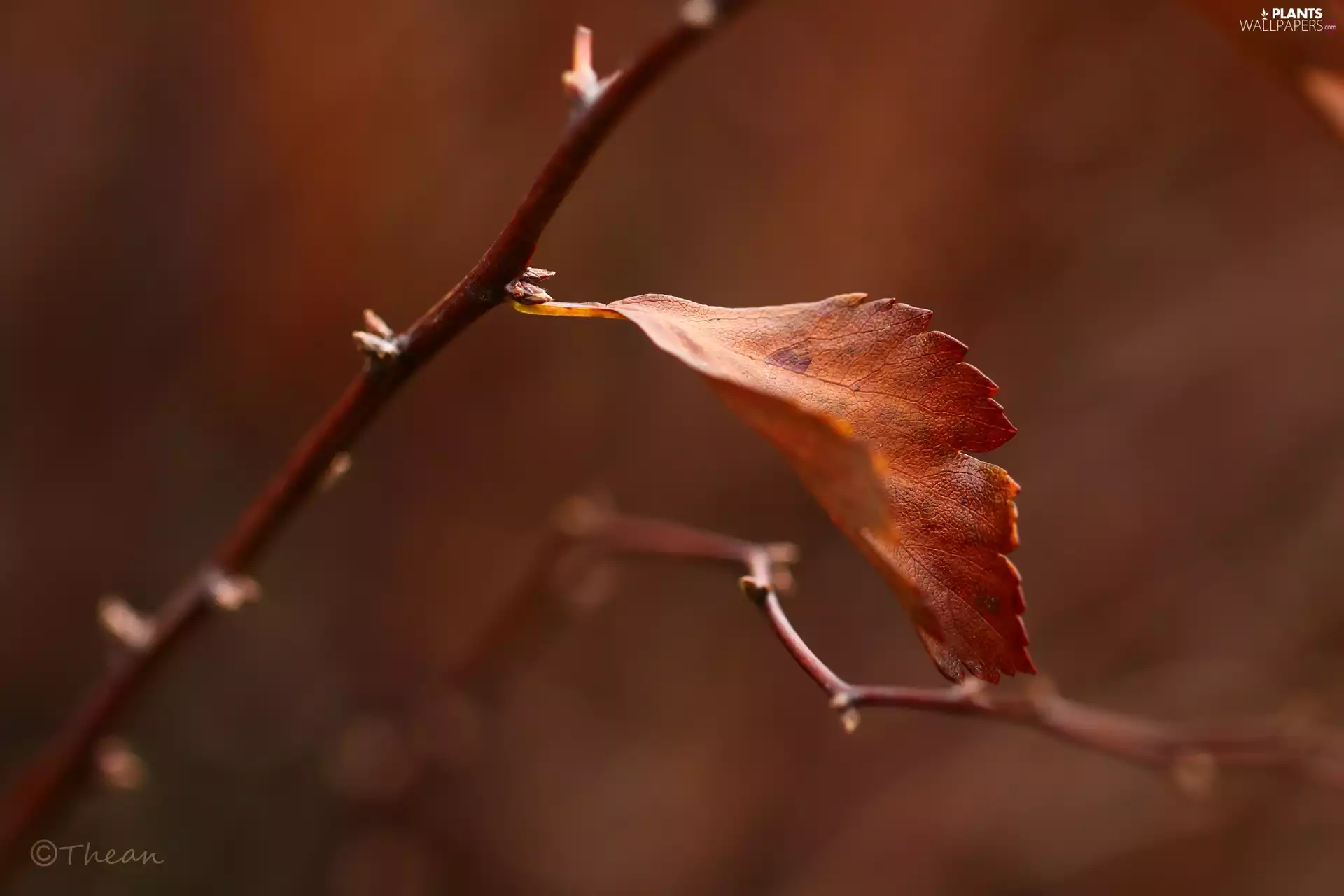 brown, leaf, twig