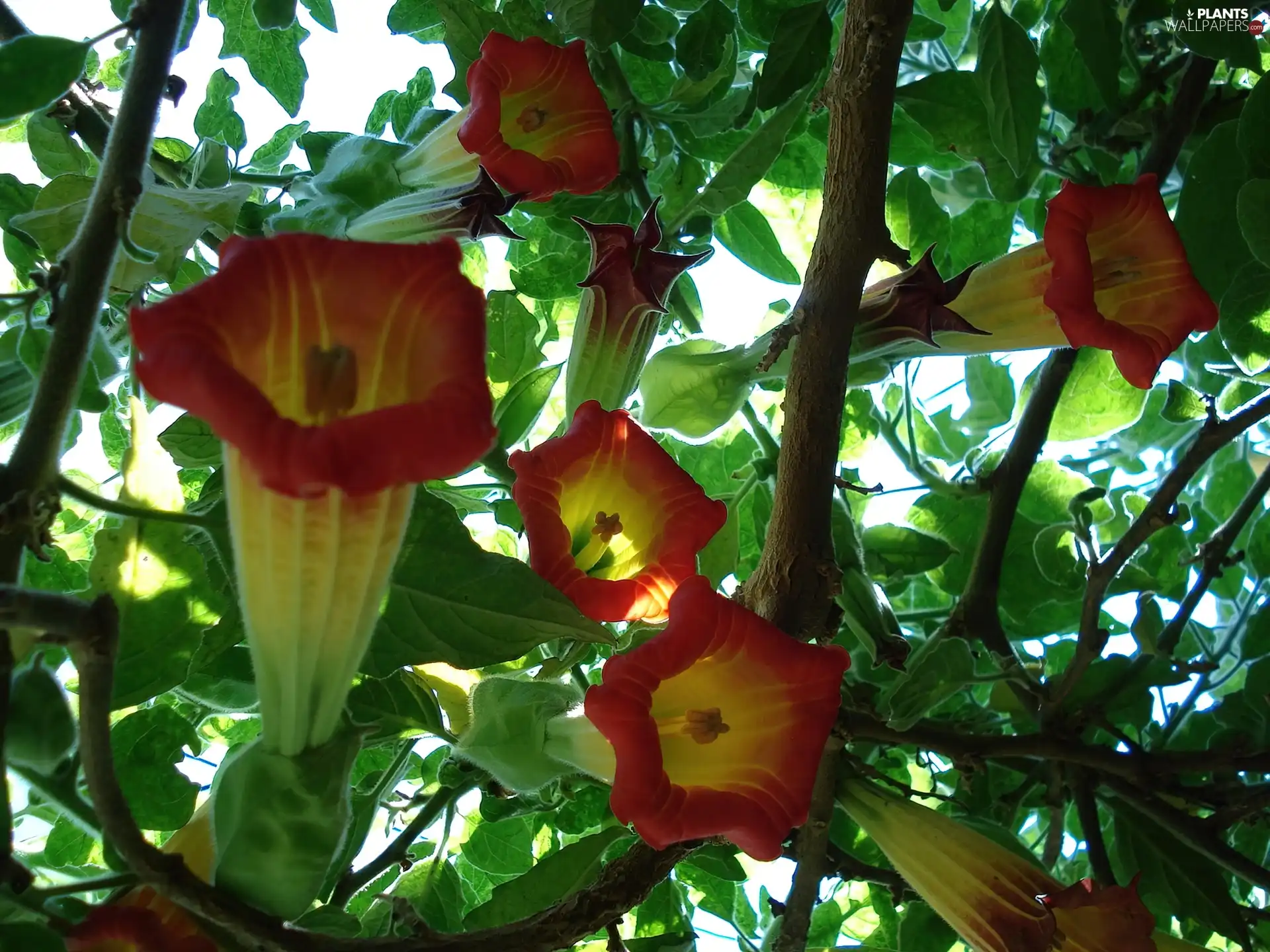 Bush, Brugmansia