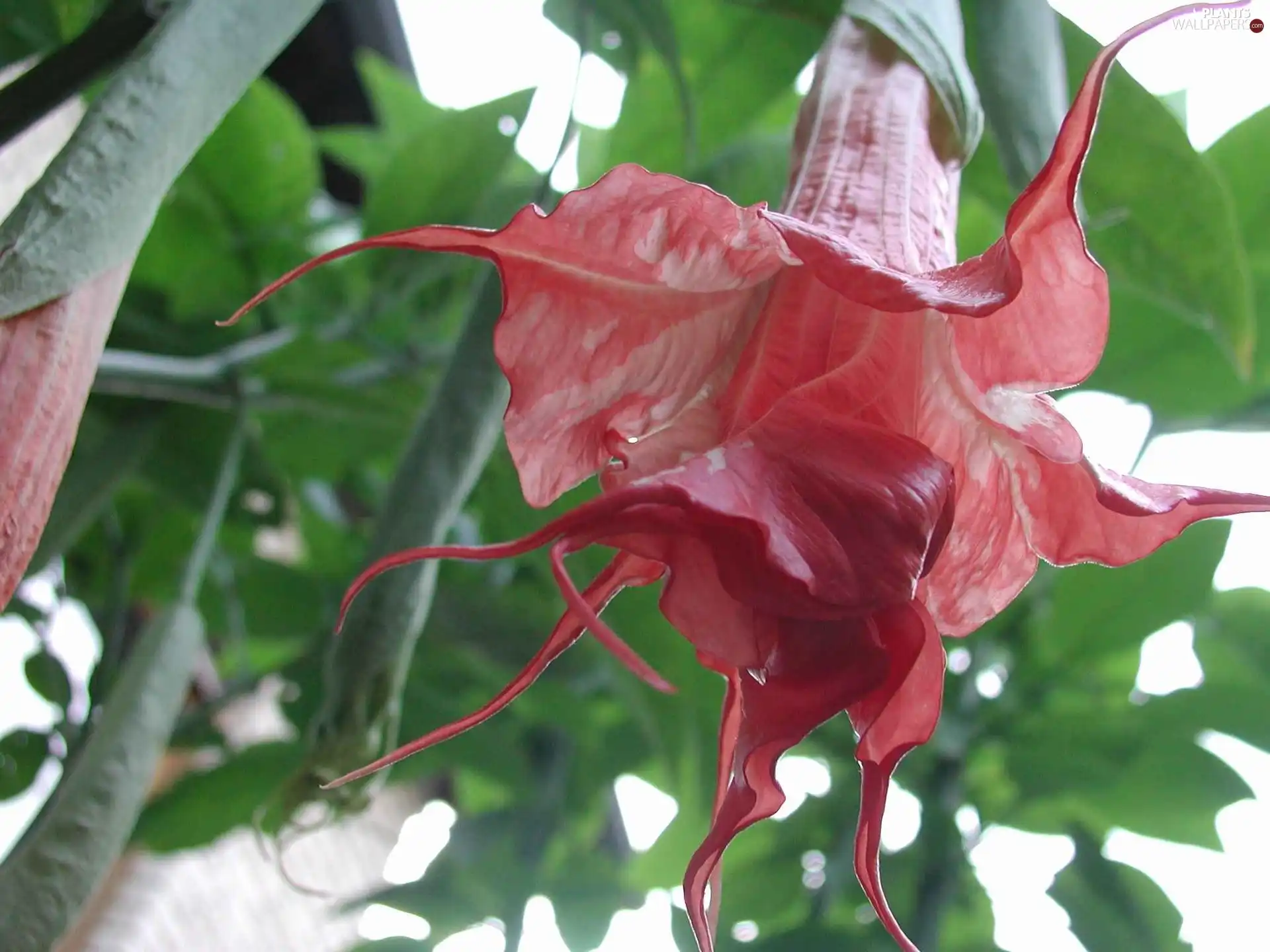 Colourfull Flowers, Bush, Brugmansia