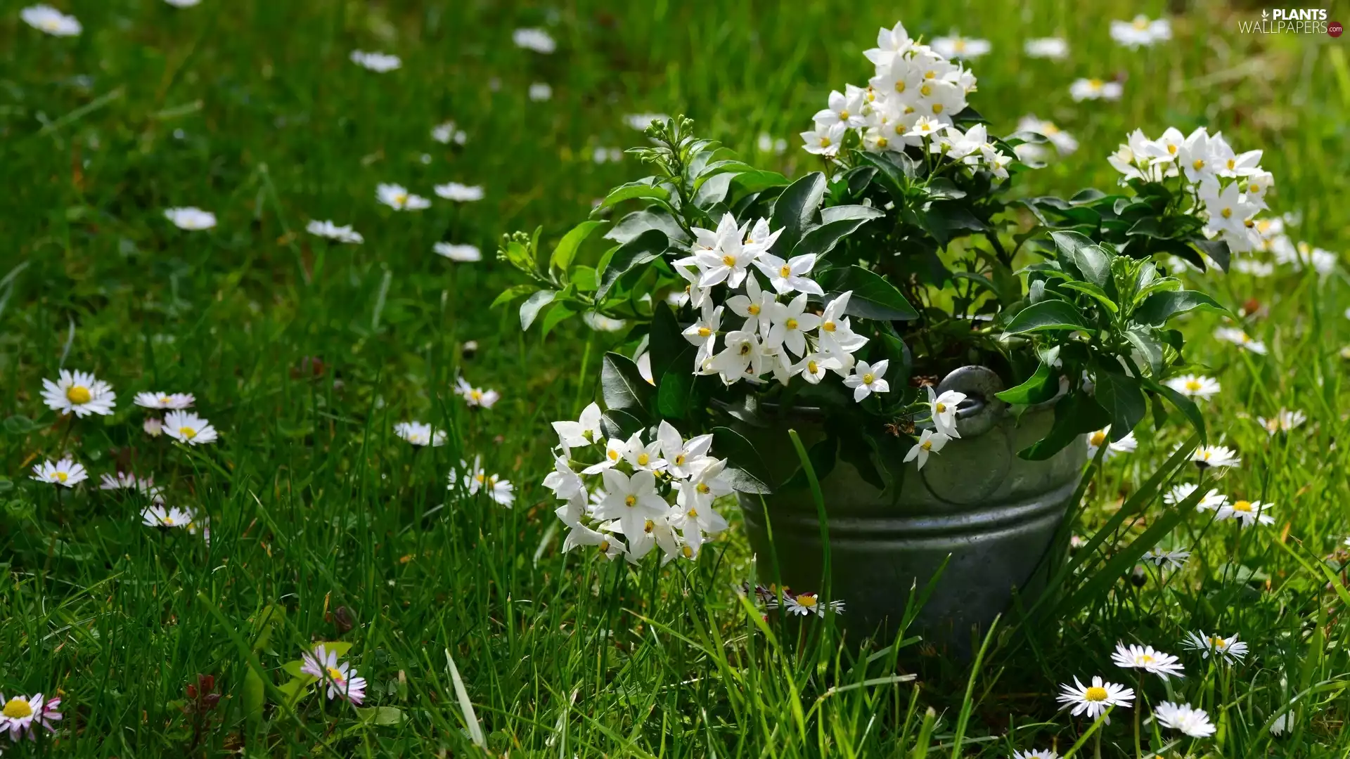 Flowers, Bucket, grass, Potato Vine