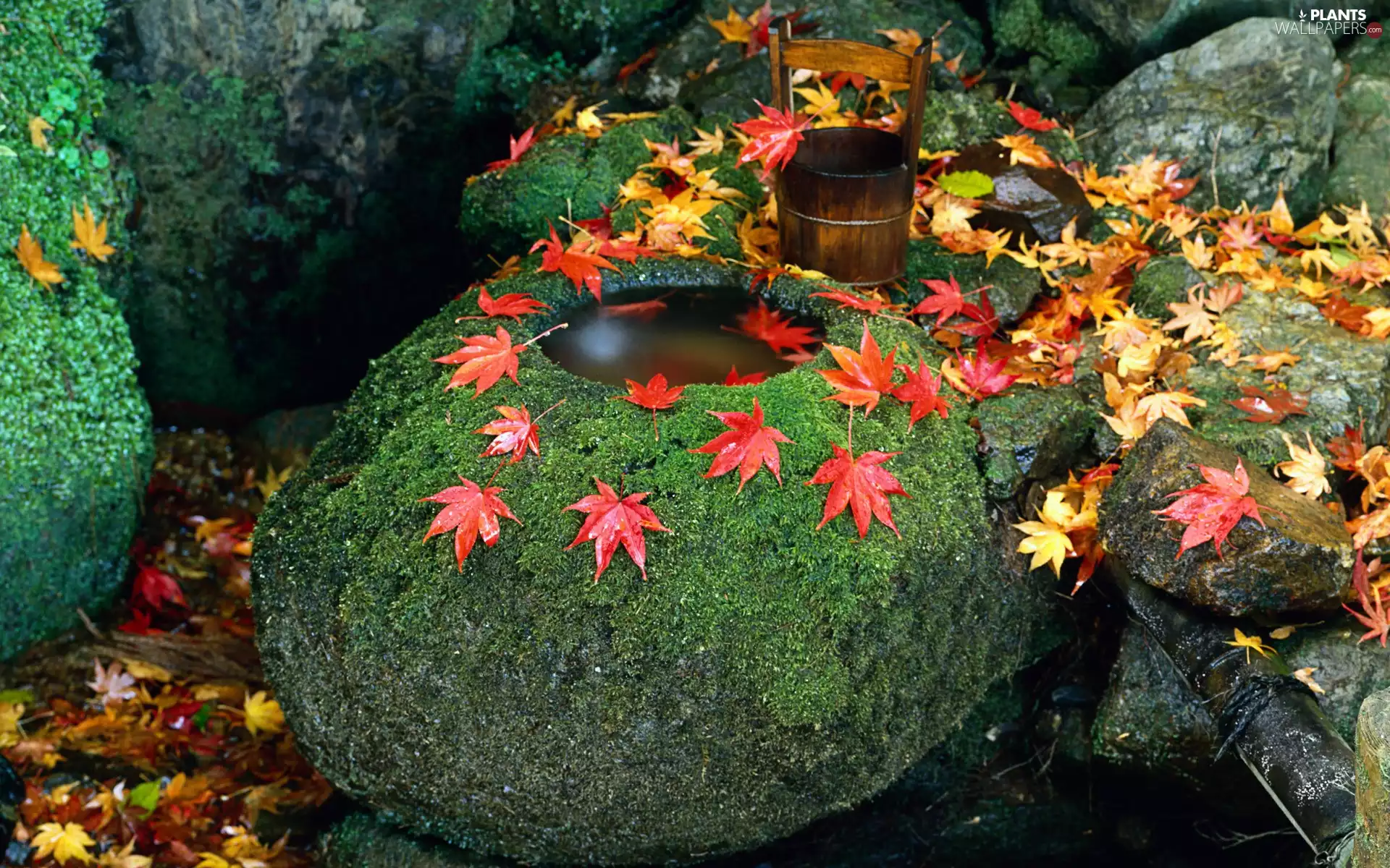 wood, Bucket, Leaf, water, Stones
