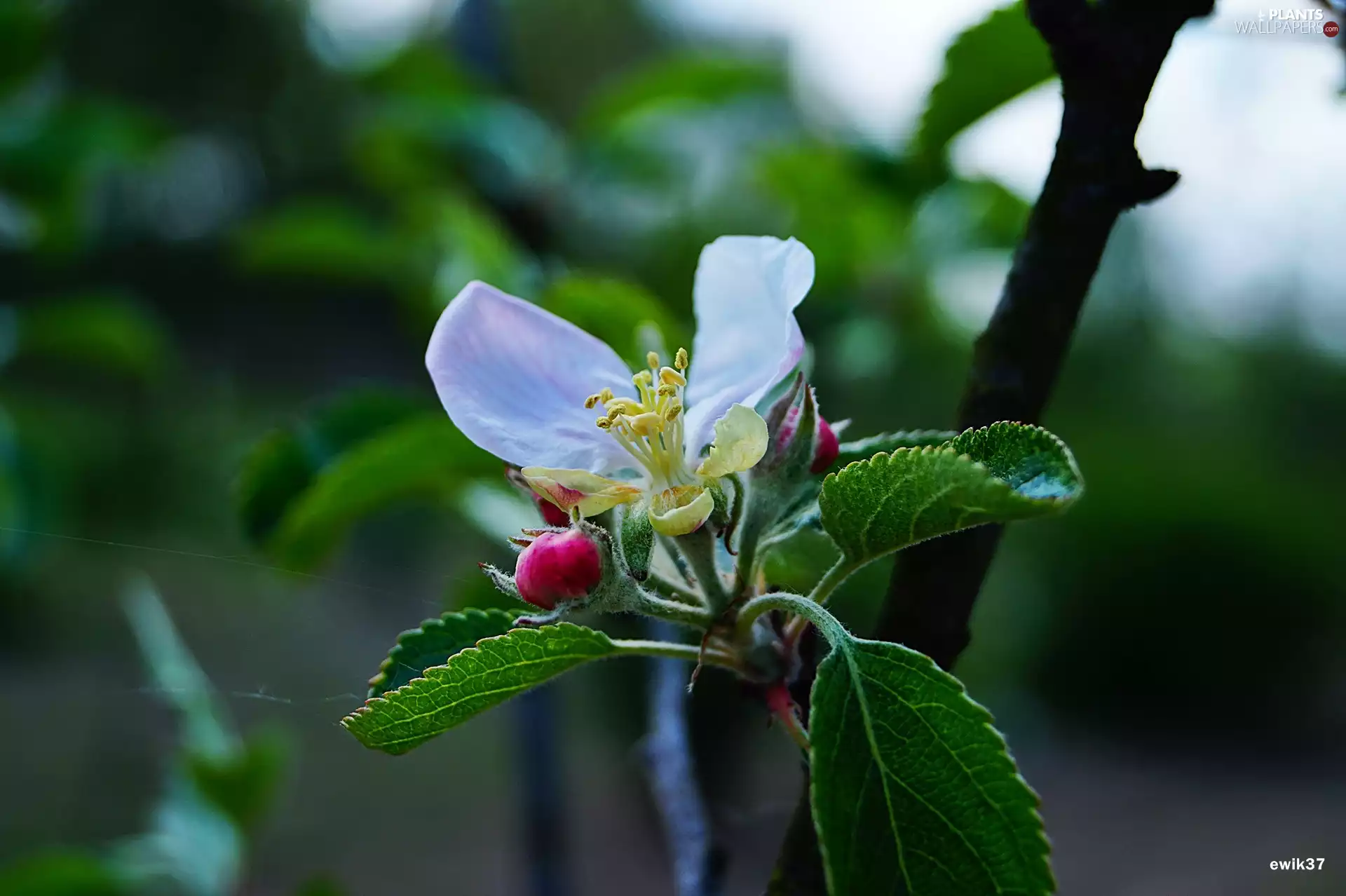 trees, bud, Colourfull Flowers, fruit