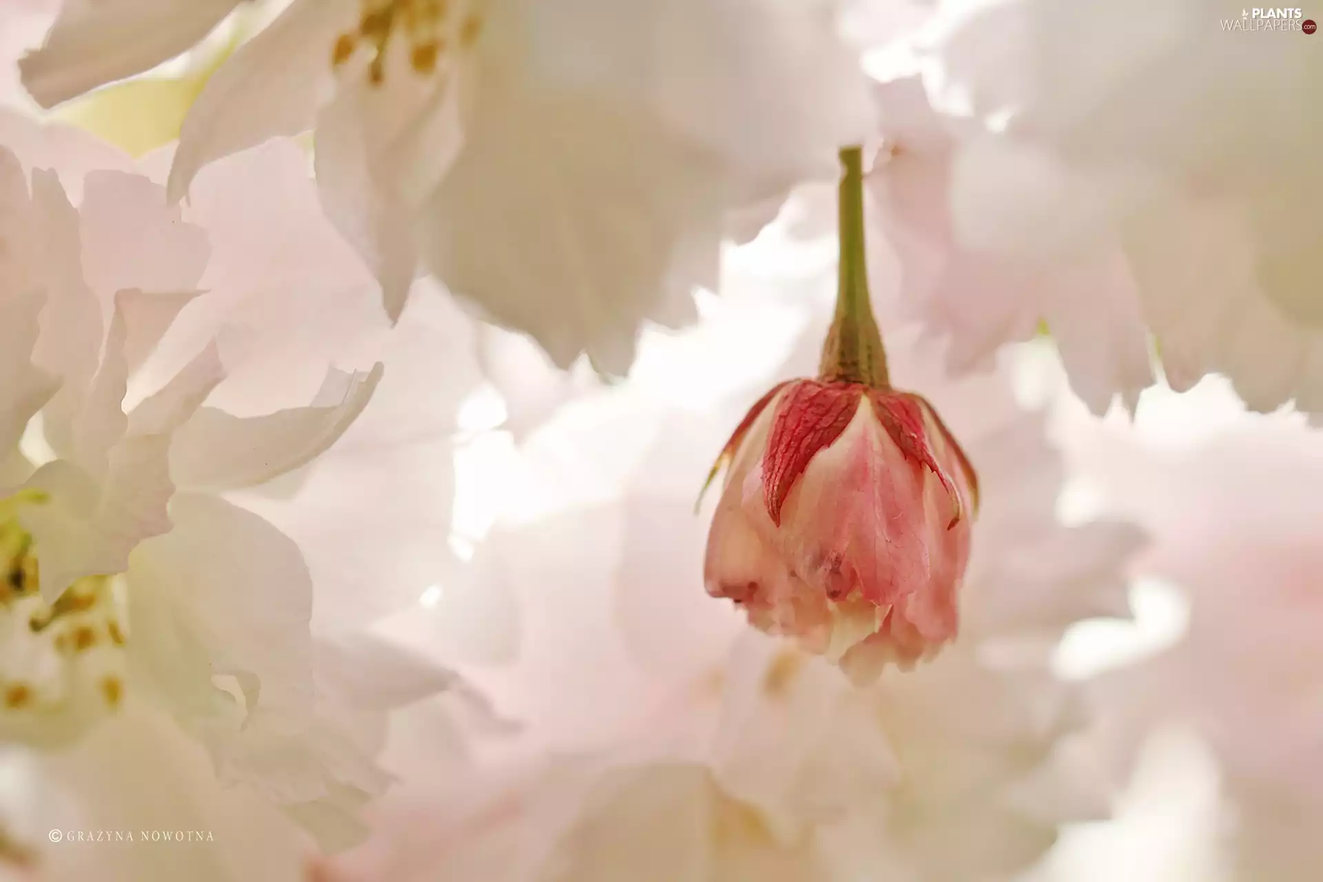 fruit, bud, Flowers, trees, Pink