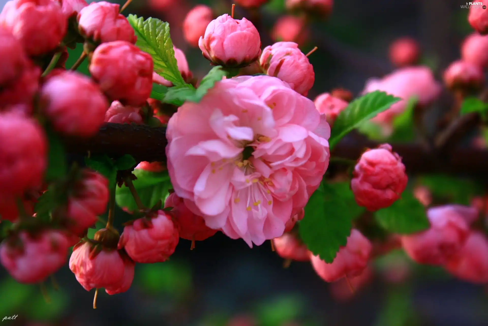 Almond, Colourfull Flowers, Buds, Pink