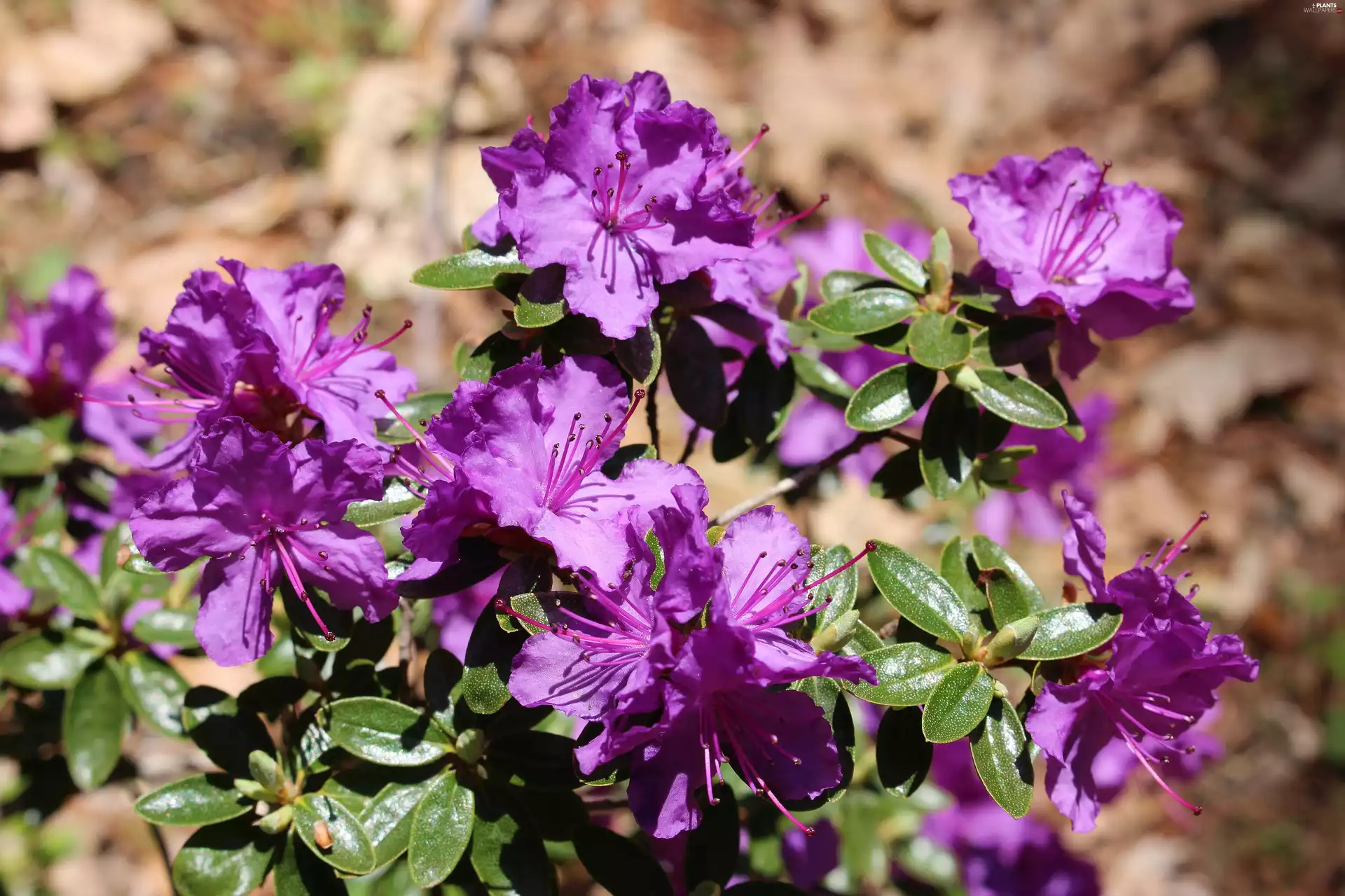 Leaf, Buds, azalea, rhododendron, Violet