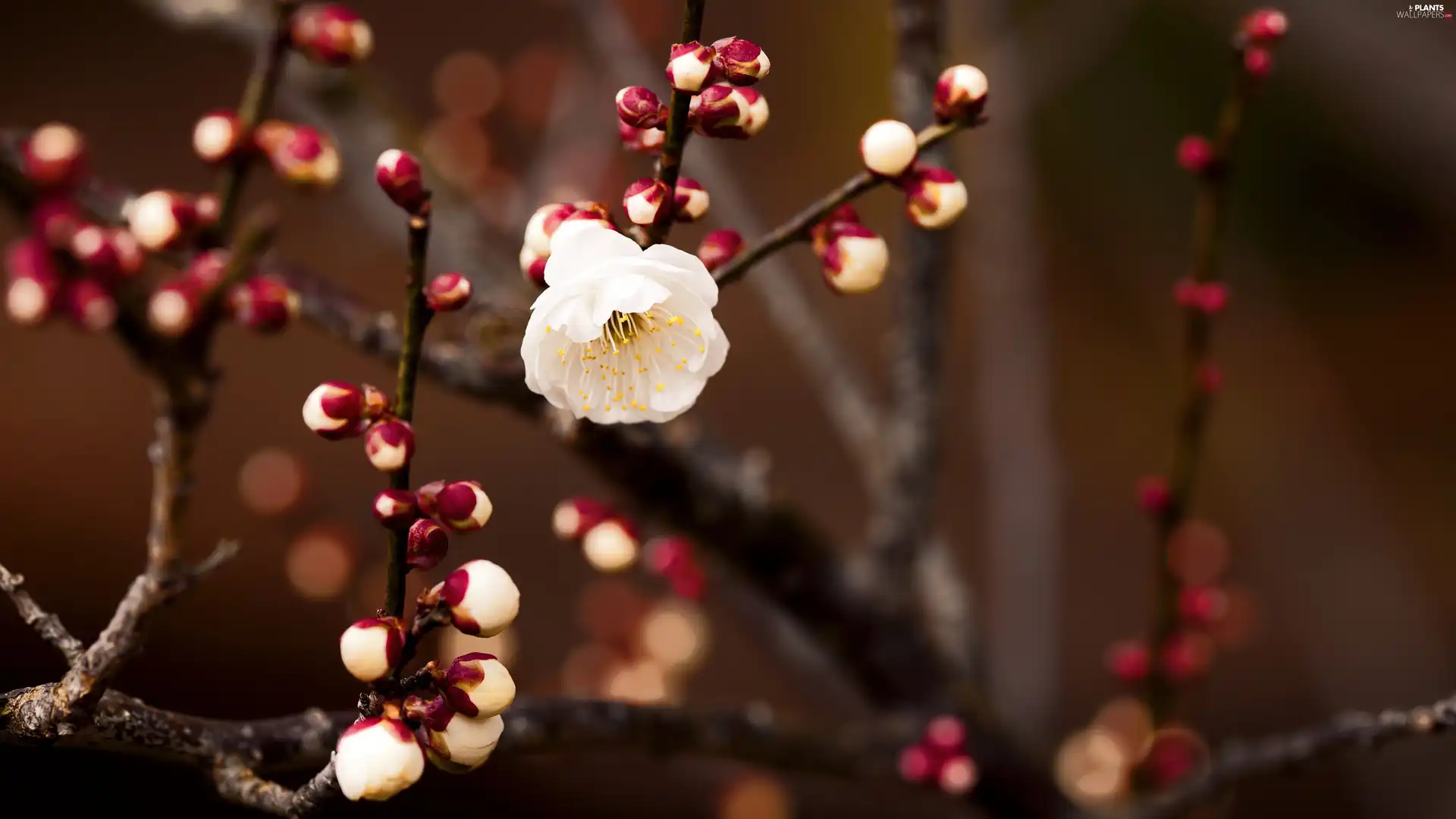 Spring, flourishing, Buds, branch pics