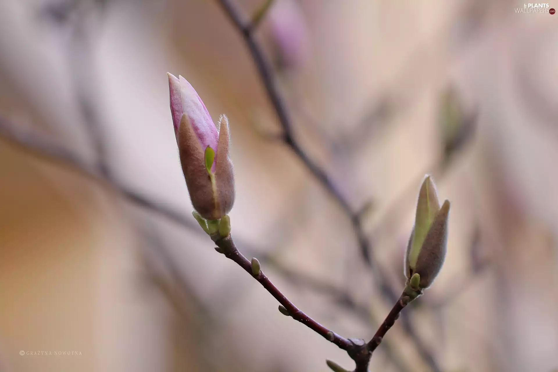 Buds, Magnolia, Bush