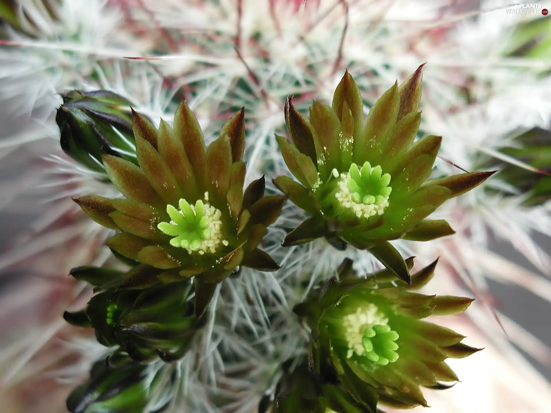 Cactus, Buds