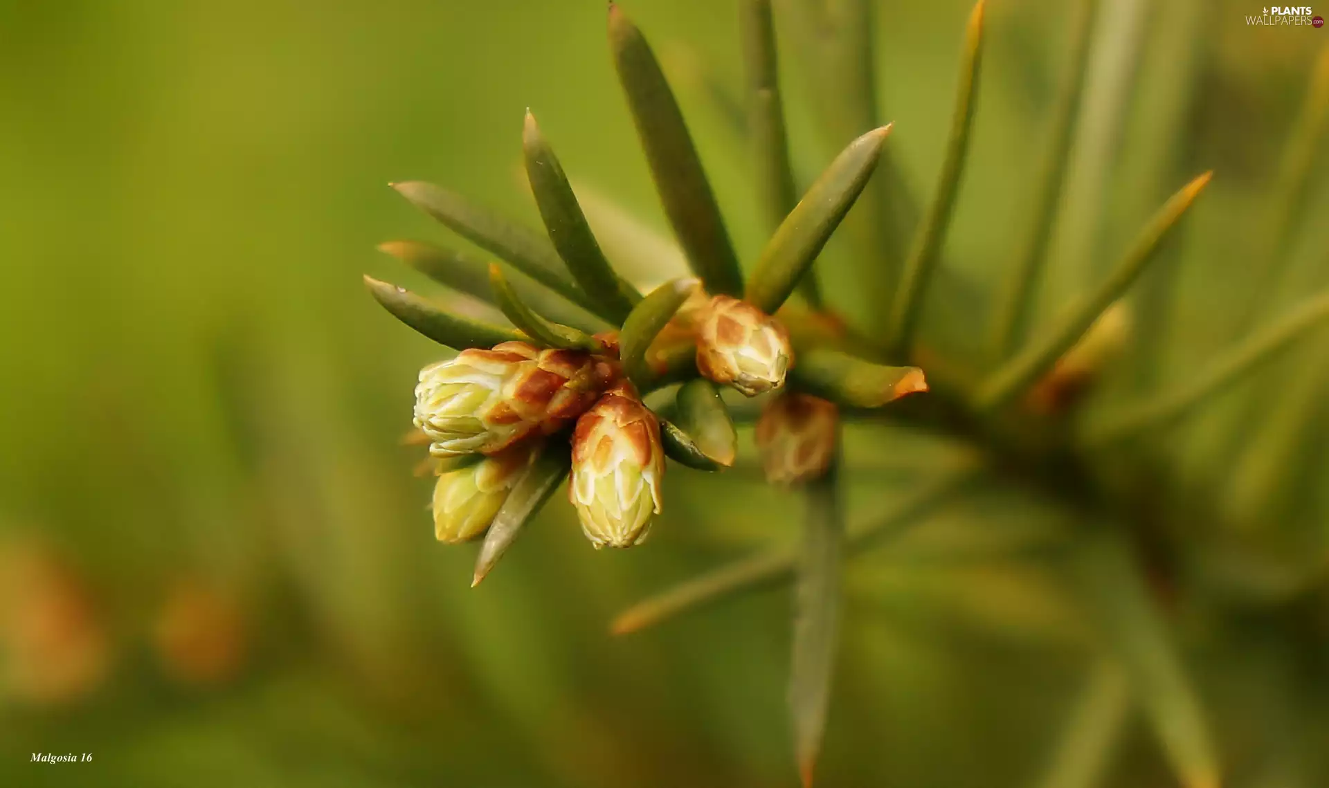 needle, Buds, conifer, twig, plant
