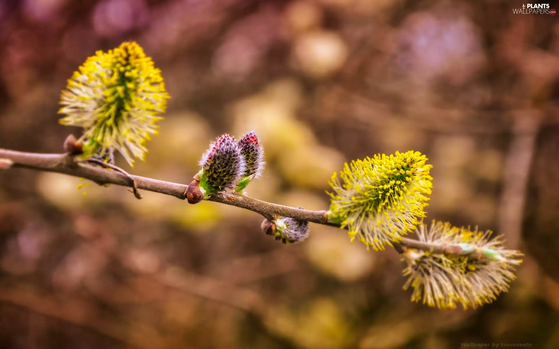 database, Bush, twig, Buds