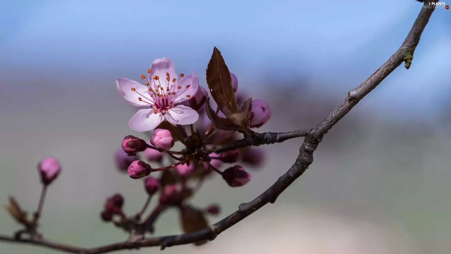 twig, Fruit Tree, Buds, Colourfull Flowers