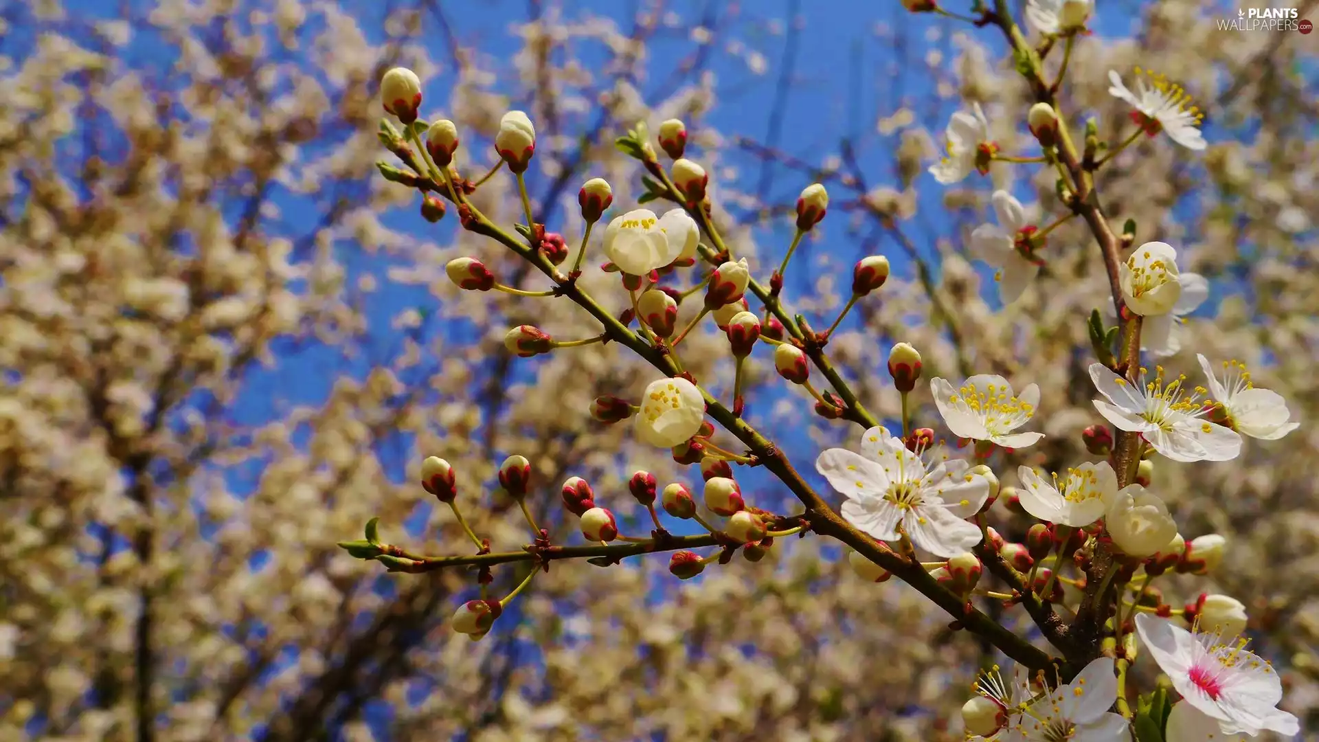 Flowers, cherry, Twigs, Buds