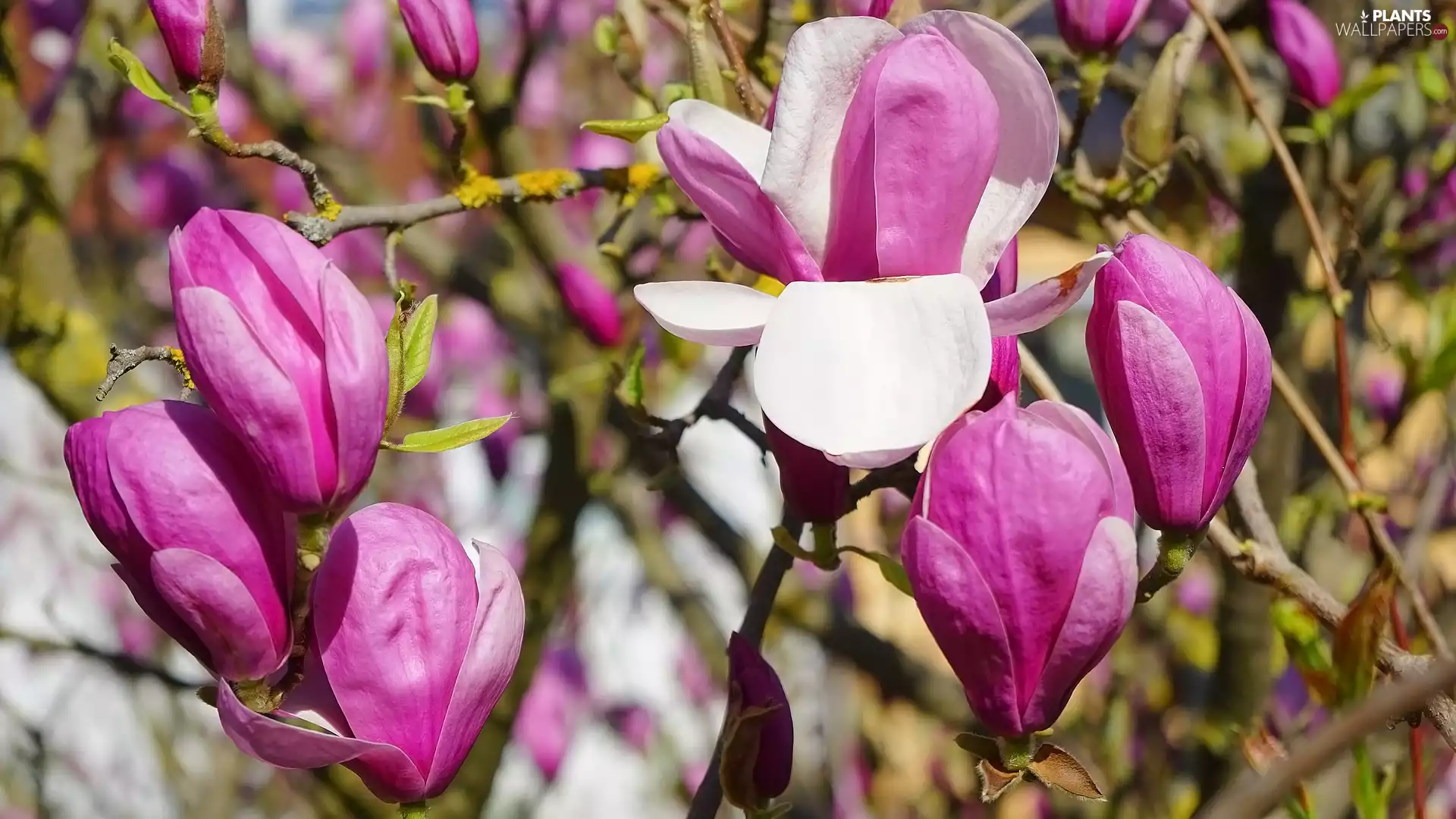 Flowers, Magnolias, Twigs, Buds