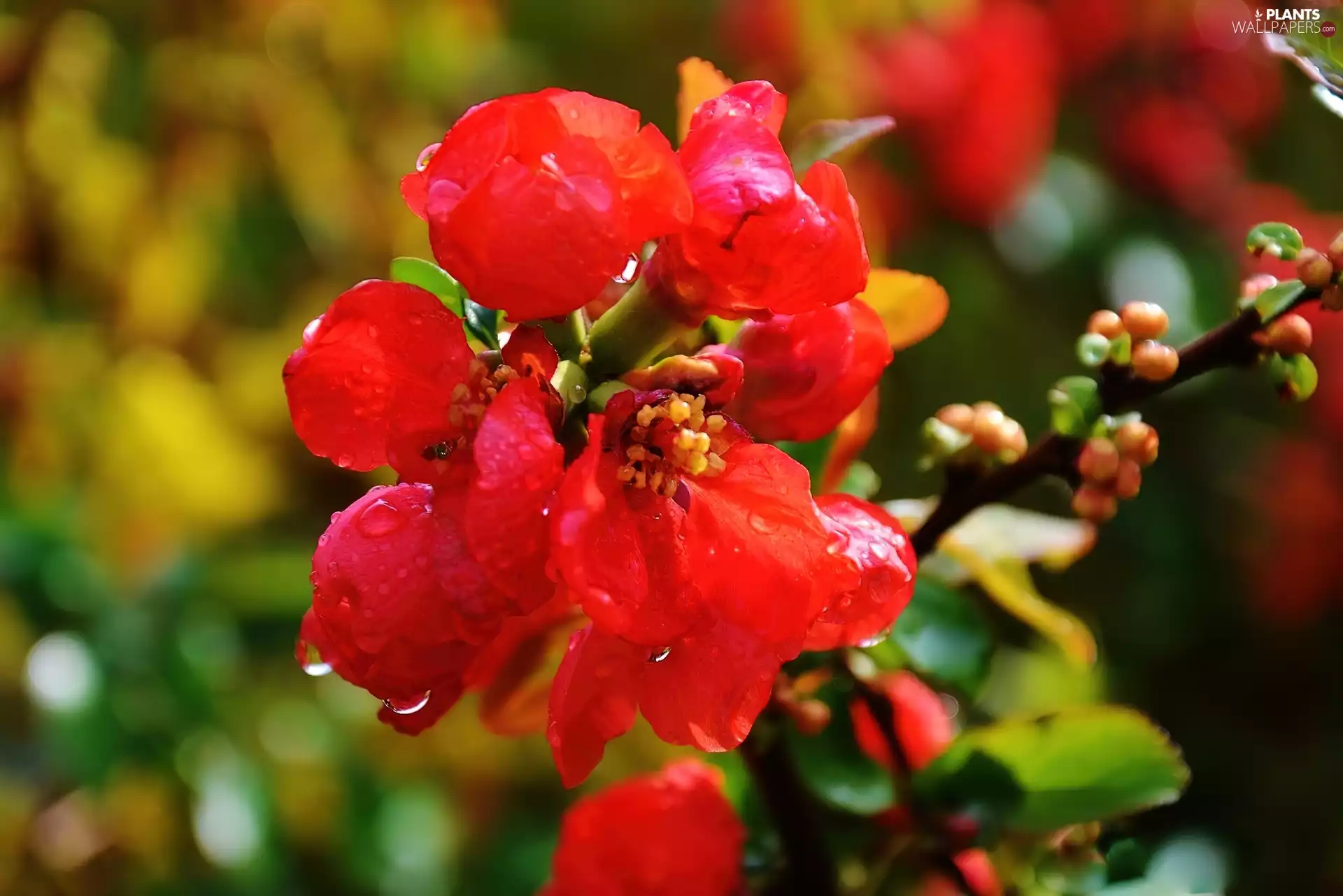 Flowers, drops, water, Buds