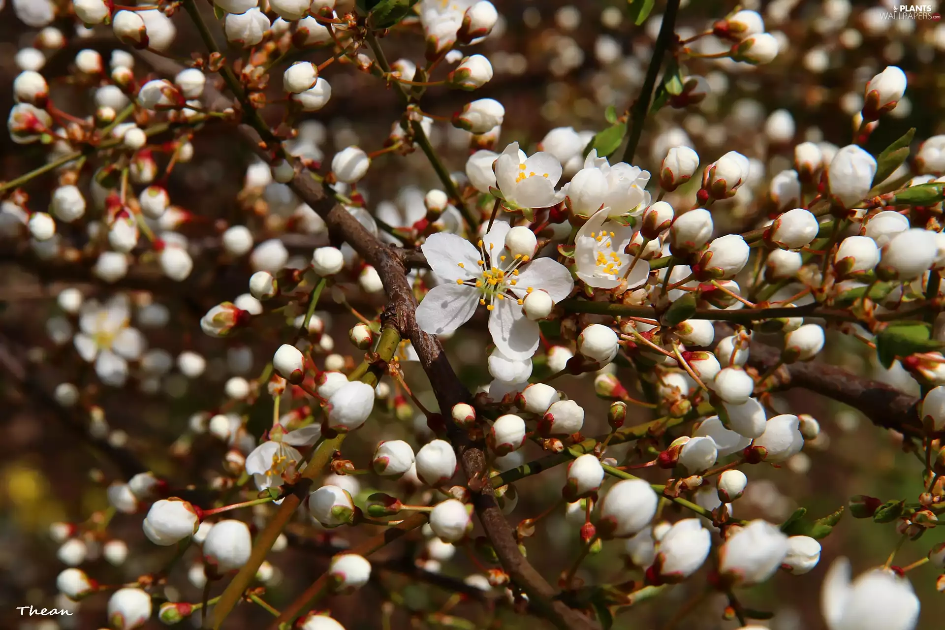 Flowers, Buds, fruit, White, trees