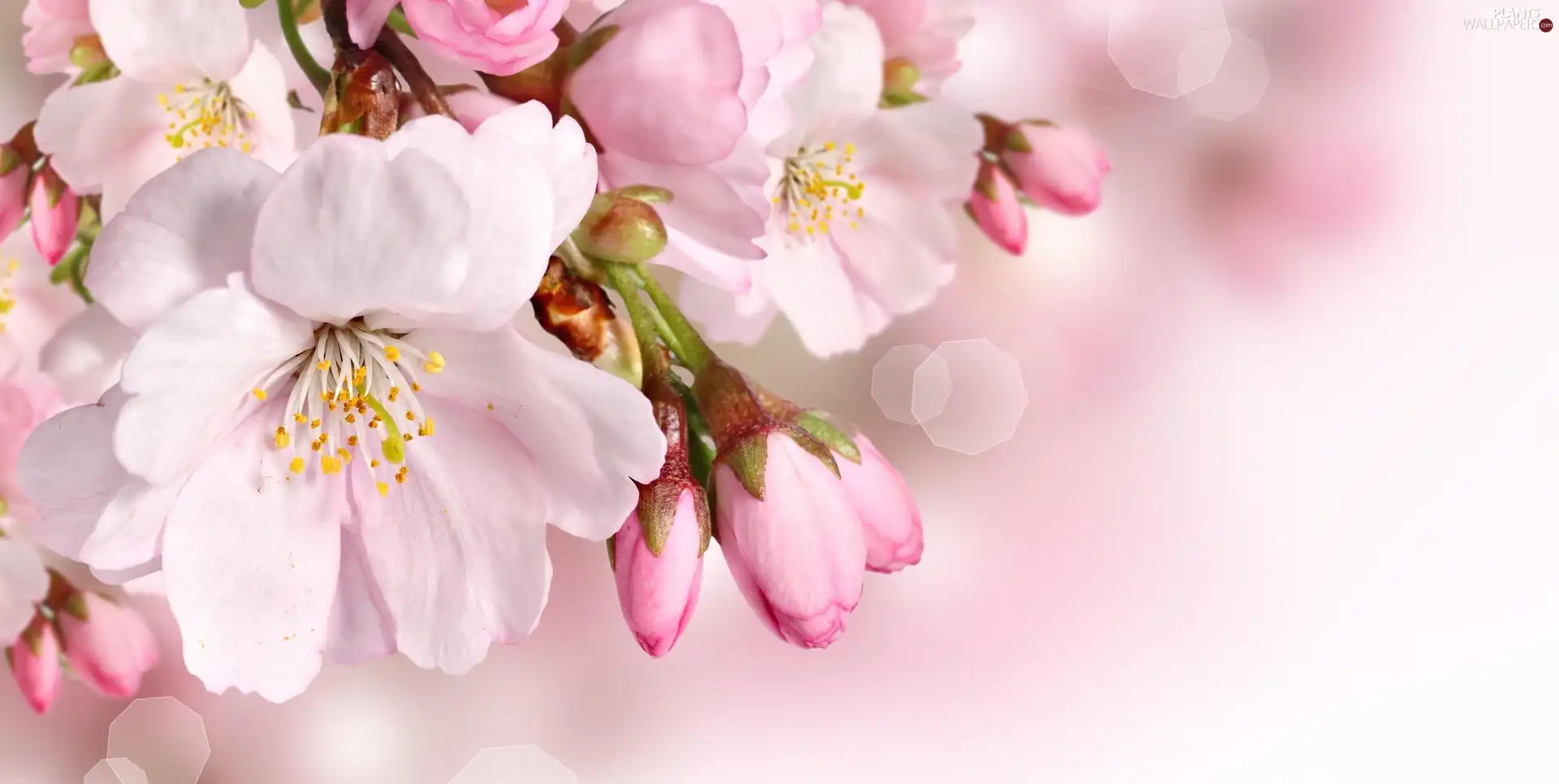 white and pink, Buds, Fruit Tree, Flowers