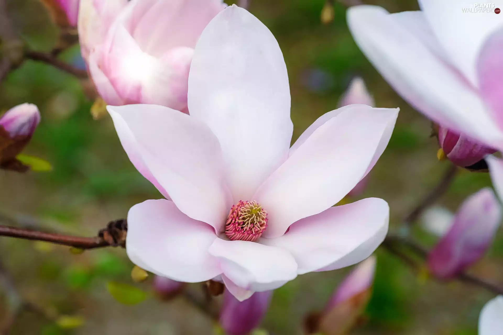 Magnolia, Colourfull Flowers, Buds, White-Pink